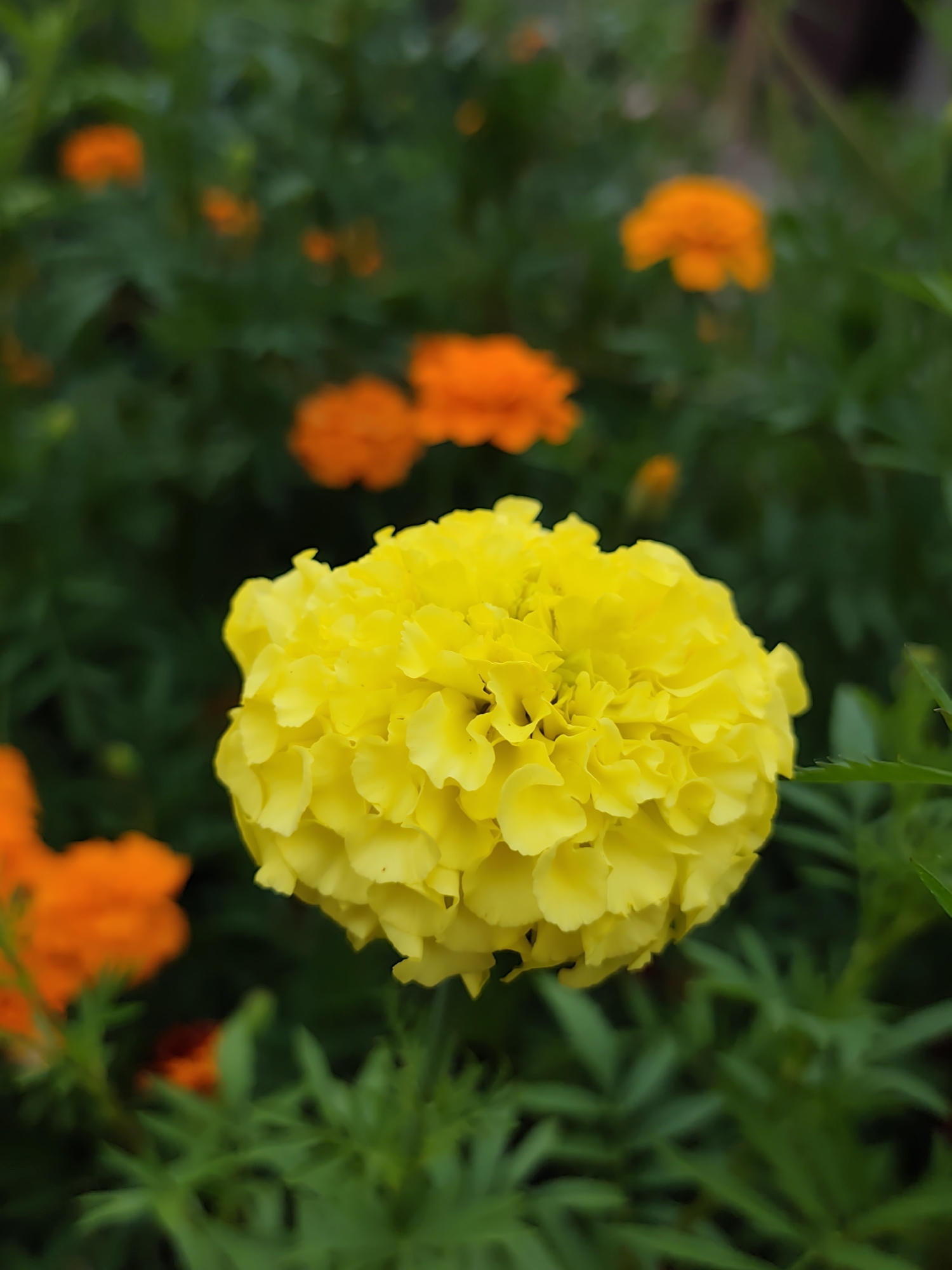The image displays a close-up of a vibrant yellow marigold flower in the foreground. The flower is fully bloomed and its numerous petals are tightly packed. In the background, out of focus, are several orange marigolds and the dark green foliage of the plants. The scene appears to be an outdoor garden setting. There are no people or specific identifiable landmarks to suggest a location within Бараўлянскі сельскі Савет, Belarus.