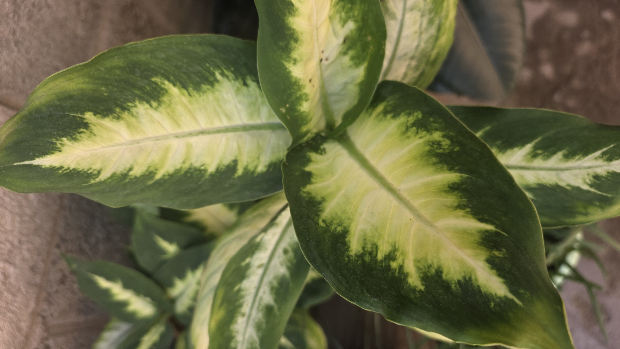 A close-up, vertical, eye-level shot shows a plant with large, ovate leaves. The leaves are variegated with broad, dark green margins and irregular, pale green to creamy yellow centers. The central veins of the leaves are prominent and pale yellow. The plant appears to be healthy and is likely an indoor houseplant, though the background suggests it could be outdoors in a partially shaded area. The background is out of focus, showing a textured, light brown surface, possibly a wall or a large pot, and some darker, out-of-focus greenery. There is no indication of the city of Tokmok, Kyrgyzstan, in the image.