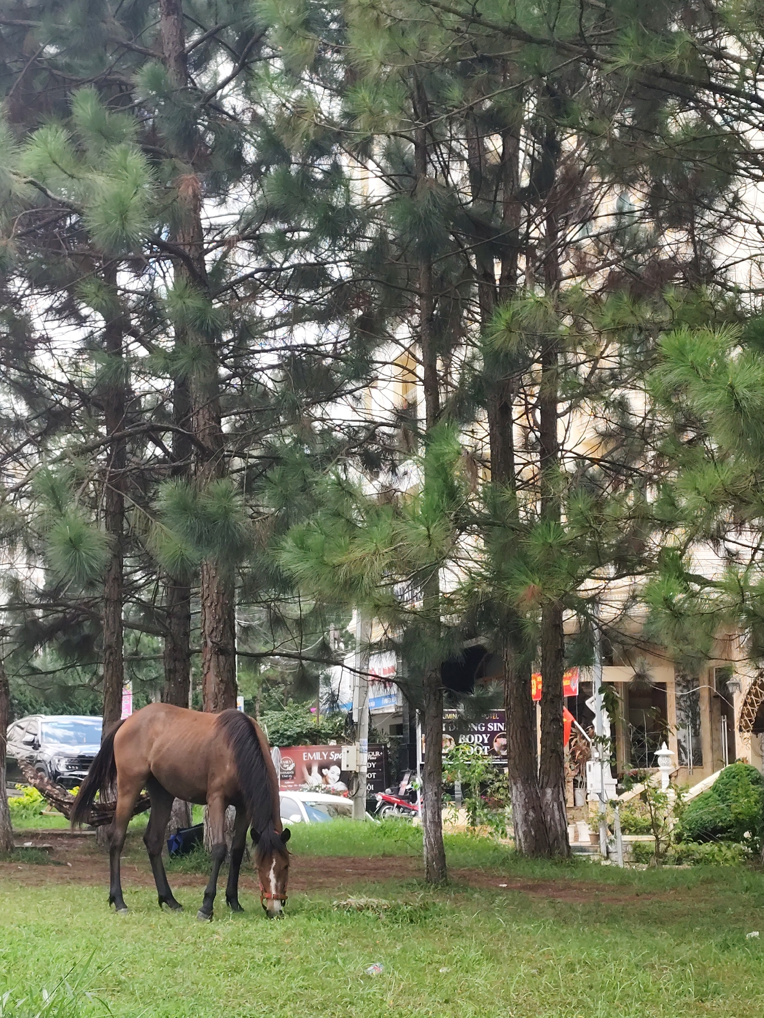 A lone brown horse grazes in a grassy area adjacent to a street lined with tall pine trees. In the background, a building with multiple stories and a light-colored facade is visible, along with parked vehicles and some signage. The scene appears to be in Da Lat, Vietnam, as suggested by the distinctive architecture and the presence of pine trees, common in the city's landscape. The horse is the primary subject, positioned in the lower left quadrant of the frame, with its head down, actively feeding. The overall atmosphere is tranquil, with the natural elements of the trees and grass contrasting with the urban environment.