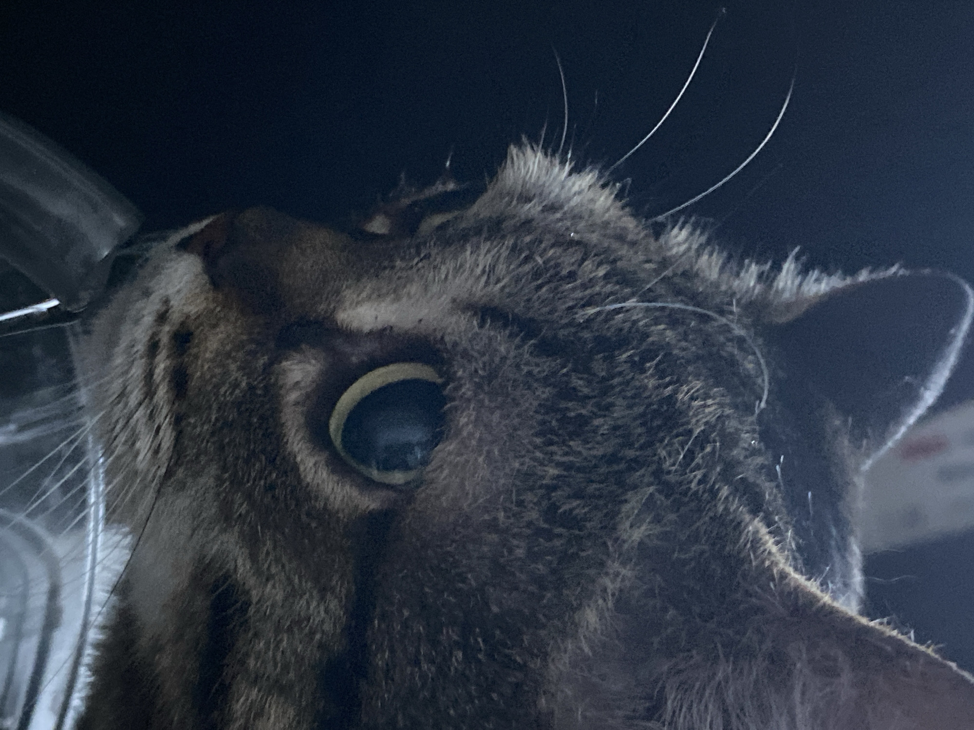 This close-up, low-angle shot features a tabby cat's head against a dark background. The cat's face is angled upwards, with one large eye prominently visible and reflecting light. Its fur is striped in shades of brown and gray, and its whiskers are long and white. The cat's ear is partially visible on the right side of the frame, and there are a few stray hairs or light fibers floating around its head, creating a slightly ethereal effect.
The setting appears to be indoors, possibly a dimly lit room or enclosure, given the dark background and the presence of what looks like a transparent or translucent object on the left edge of the frame, perhaps part of a container or structure. The lighting is focused on the cat's face, highlighting its features and the texture of its fur. The overall mood is intimate and focused, drawing the viewer's attention to the cat's gaze. No text is visible in the image. The location context of Novokuznetsk, Russia, does not offer any specific visual cues within the image itself.