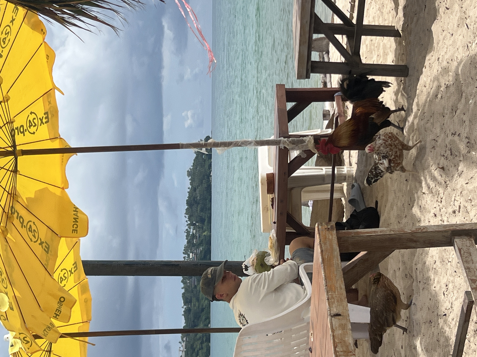 A man wearing a baseball cap and a long-sleeved shirt sits at a table on a sandy beach under a yellow umbrella. He is holding a whole coconut. In front of him, on the table, is a plate of food. Several chickens are visible on the sand around the table, including a rooster. The ocean is in the background with a tree-lined island or coastline. The sky is overcast. The location appears to be a beachside restaurant or cafe in Choeng Thale, Thailand.