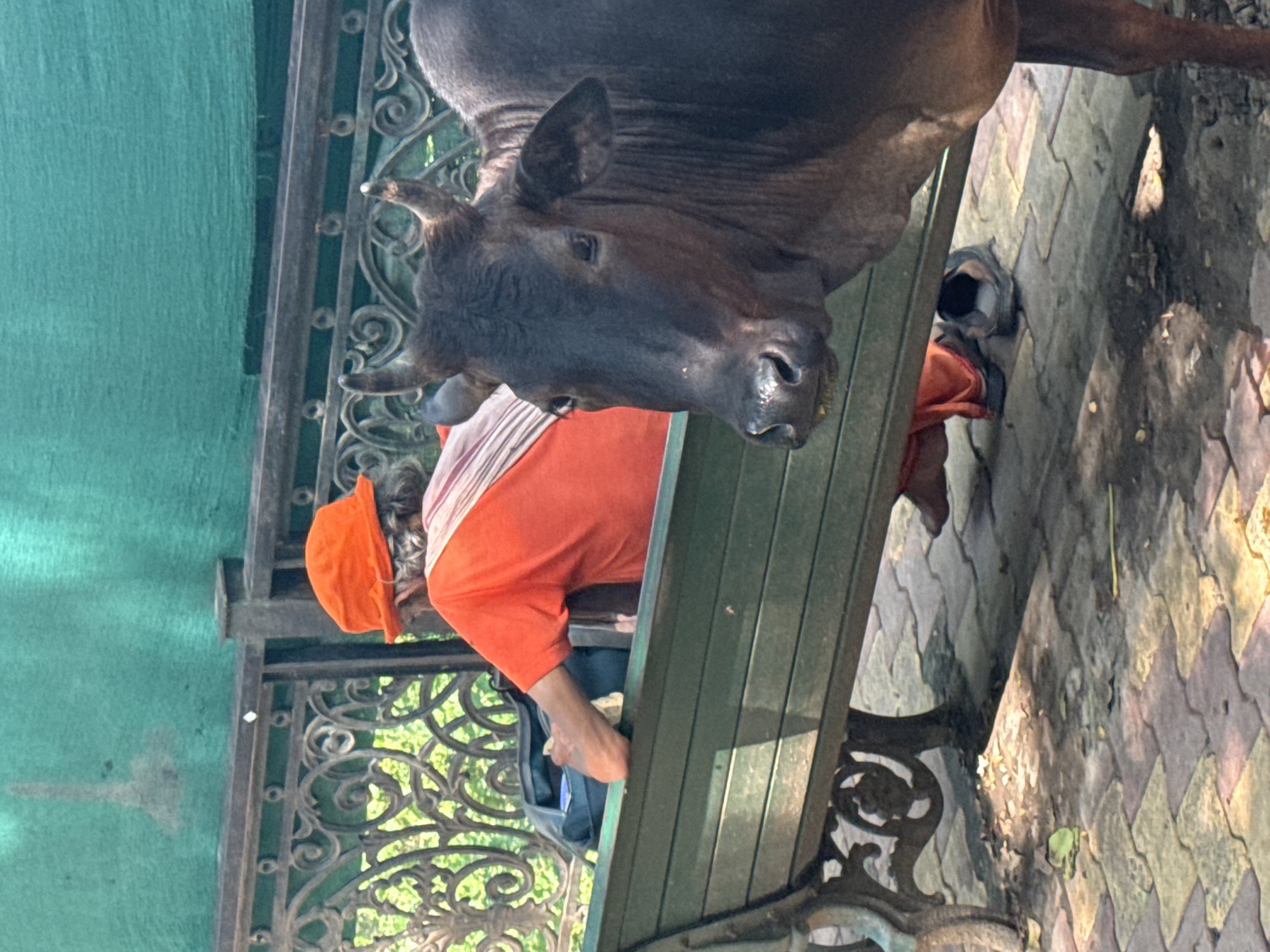 In Rishikesh, India, a dark-brown cow stands in the foreground, facing the camera. Behind it, a person wearing an orange hat and an orange garment sits on a green park bench, with their back to the camera, reaching into a black bag. A striped scarf is draped over their shoulders. The bench is made of wood and has ornate metal legs and decorative metalwork behind it. The ground is paved with interlocking bricks. In the background, a turquoise-colored screen or wall is visible, with a faded, light-colored stain on its surface. Lush green foliage is visible behind the metalwork on the left side of the frame.