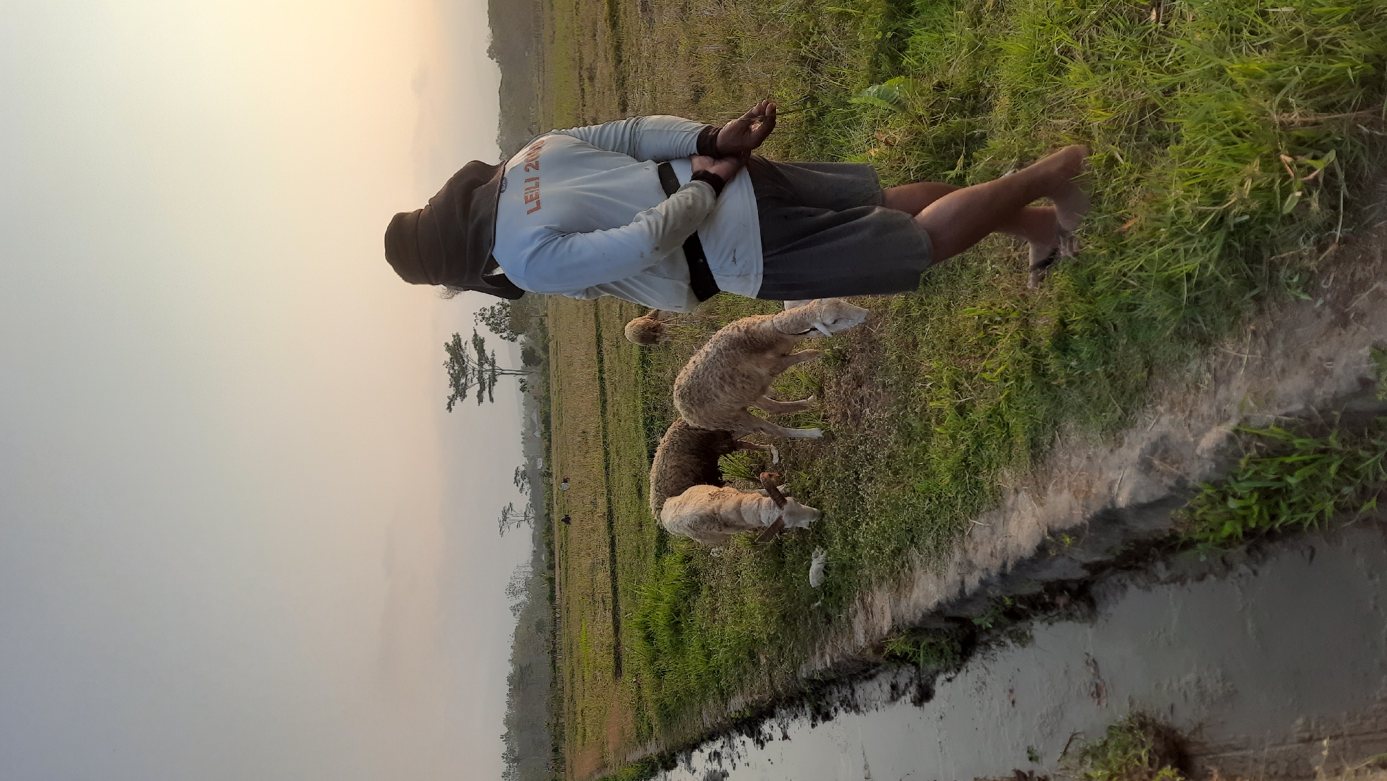 In Minggir, Indonesia, a person stands in a grassy field, facing away from the camera and towards a flock of sheep. The person is wearing a light blue long-sleeved shirt with the text "LEILI 2020" on the back, dark shorts, and a dark head covering. Their hands are clasped behind their back, and they are barefoot. Four sheep are visible in the foreground, grazing on the grass. A muddy irrigation ditch runs along the left side of the frame. In the background, a treeline with scattered trees borders the field, and a hazy sky with warm tones suggests either sunrise or sunset. The overall environment is rural and agricultural.
