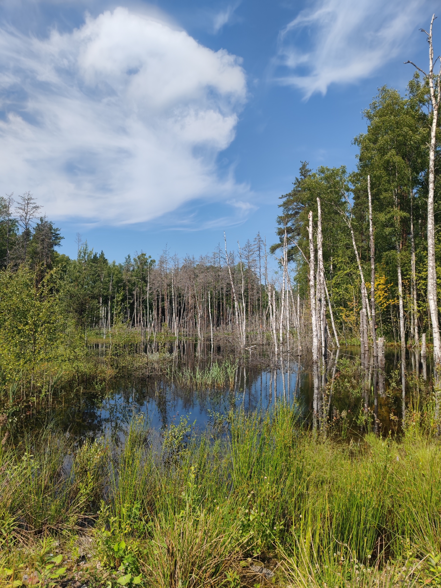 The image depicts a serene natural landscape in Zashchita, Russia, likely a wetland or marsh area. A body of dark, still water reflects the surrounding environment under a bright blue sky dotted with wispy white clouds. The foreground is dominated by tall, green reeds and grasses, some with small white flowers, growing along the water's edge.
Beyond the reeds, a dense forest encircles the water. The trees are a mix of deciduous and coniferous types. Notably, there is a cluster of tall, slender, pale-barked trees, some dead and skeletal, rising from the water and the marshy ground, creating a stark contrast with the vibrant green foliage. These trees are a prominent feature, their reflections shimmering in the water. The overall impression is one of natural beauty and tranquility.