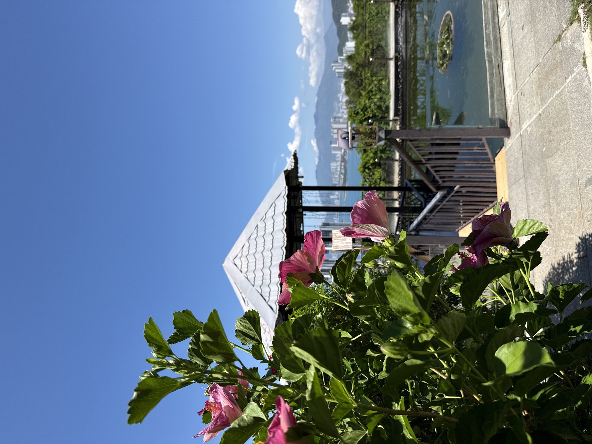 In the foreground, a vibrant hibiscus bush with large pink flowers and lush green leaves dominates the left side of the frame, partially obscuring the background. Behind the bush, a white gazebo with a tiered, scalloped roof stands near a body of water, likely a pond, which contains a small circular island with greenery. A wooden railing and a staircase lead down towards the pond. In the mid-ground, a city skyline with numerous buildings is visible across a body of water, with mountains in the distance under a clear blue sky with scattered white clouds. The scene appears to be an outdoor recreational area, possibly a garden or park, with a view of the city and coastline of Nha Trang, Vietnam. There are no people visible in the image.