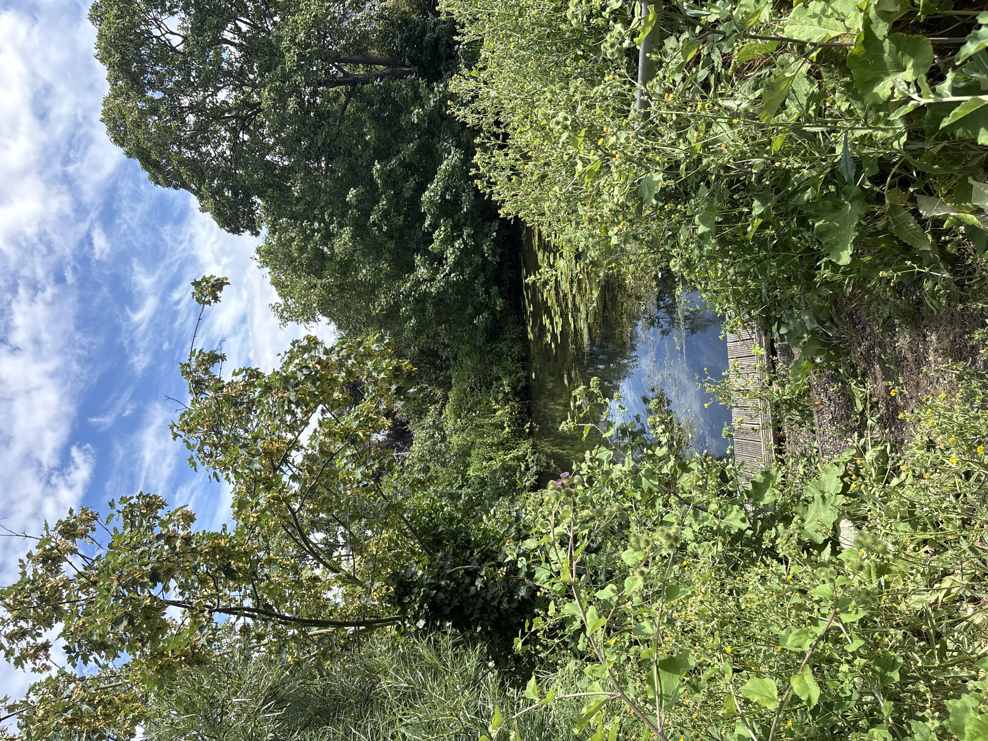 The media file depicts an outdoor scene with lush green foliage surrounding a tranquil body of water. The water's surface reflects the surrounding greenery and the sky above, which is a vibrant blue dotted with wispy white clouds, suggesting a pleasant, possibly sunny day.
The scene is densely populated with various plants, including trees with full canopies and smaller, flowering bushes with yellow blossoms. Some of the plants have large, broad leaves, while others are more delicate and wispy. In the foreground and to the right, there is a profusion of green plants, some with spiky seed pods and small yellow flowers. To the left, the branches of a tree with lighter green leaves are visible against the sky.
A small wooden structure, possibly a dock or a bridge, juts out into the water from the right bank. The water itself appears calm, with some surface vegetation like algae or lily pads. The overall impression is one of a natural, slightly wild setting, perhaps a park, garden, or canal. The lighting suggests it is daytime, with the sun casting some shadows and highlighting the textures of the leaves. No people, text, or specific events are visible in the image.