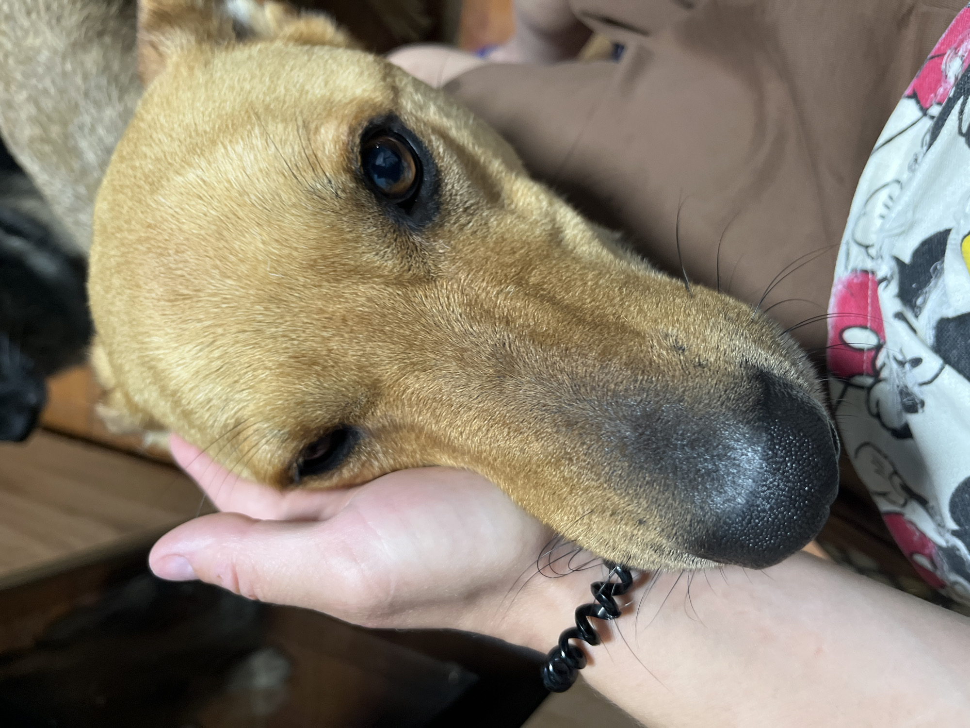 Captured in Nizhny Tagil, Russia, the image presents a close-up view of a tan-colored dog's head being caressed by a human hand. The dog, positioned centrally and slightly to the right, exhibits short, light brown fur and dark brown eyes with distinct black pigmentation surrounding them. Its moist, black nose features visible textured pores, and several long black whiskers extend from its snout. A human hand, with light-toned skin and a visible, unpolished thumbnail, is positioned on the left side of the frame, gently making contact with the dog's left cheek and forehead. A black, spiral-shaped bracelet is worn on the human's wrist, situated at the lower-left. In the foreground, at the bottom-left, a white fabric patterned with black outlines and sporadic pink and yellow coloring, suggestive of Mickey Mouse characters, is visible. Adjacent to this, on the lower-right, a solid brown fabric is present. The background is softly blurred, displaying indistinct dark and lighter brown tones, indicating an indoor setting.