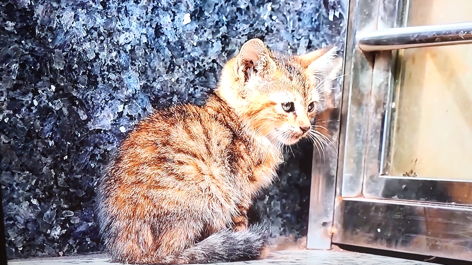 A kitten with brownish fur and tiger-like stripes is seated, facing right. Its tail is curled around its body. The cat sits against a backdrop of a dark, rough wall, possibly stone, on the left and a metal-framed structure, likely a door or window, on the right. The location of the image is Yerevan, Armenia.