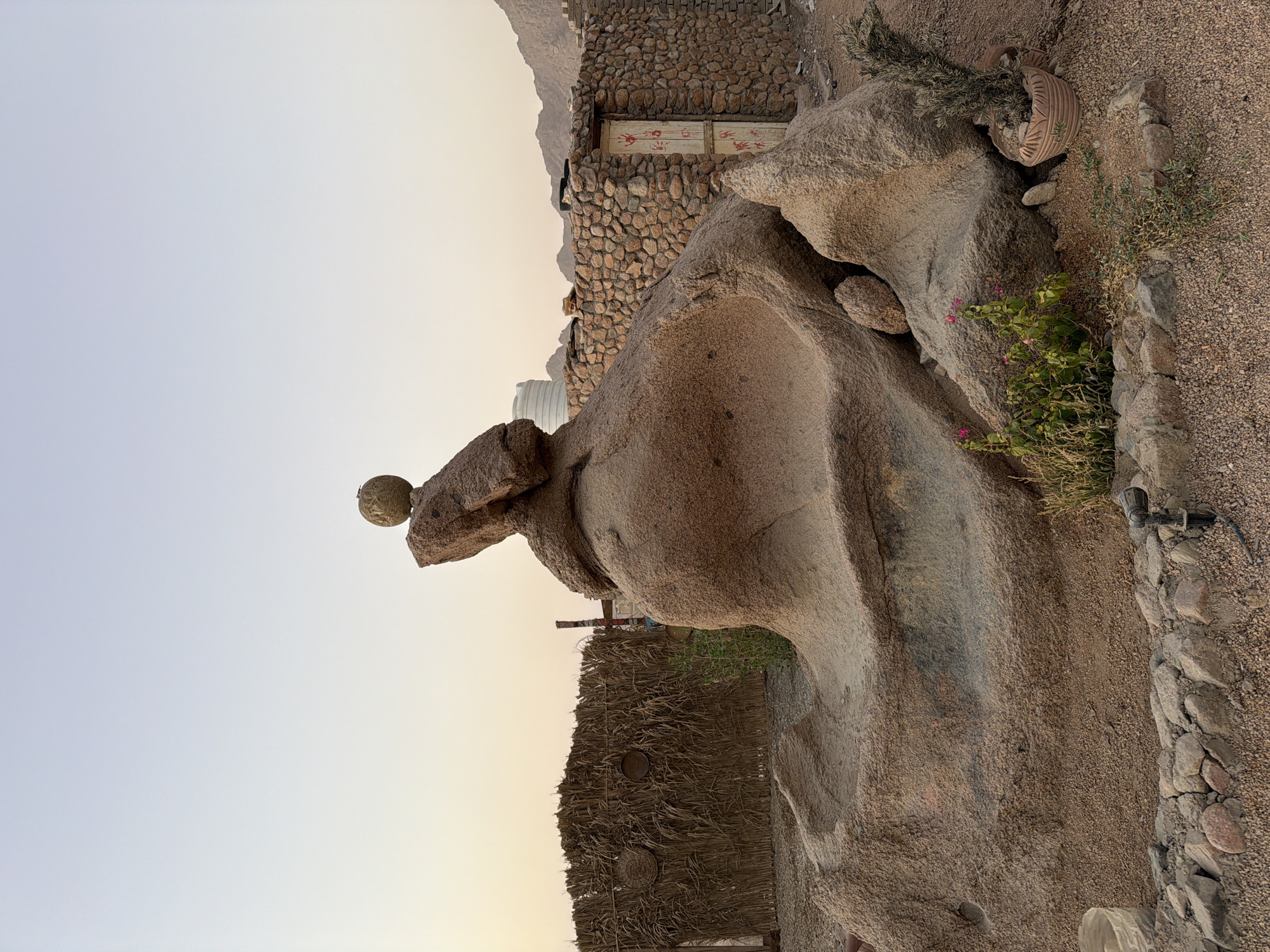 An outdoor scene in Sharm El Sheikh, Egypt, features a large, sculpted rock formation as the central subject. The rock is a light brown, granular material, with natural erosion patterns creating a unique, somewhat anthropomorphic shape resembling a seated figure. Perched on its highest point is a smaller, spherical stone, appearing to be intentionally balanced.
To the left of the rock formation is a rustic fence constructed from dried straw or reeds, supported by wooden posts. Behind the fence, a white water tank is visible. Further to the right, a small, traditional building with walls made of irregular stones stands. This building has a wooden door painted white, adorned with red handprints. The ground is covered in gravel and sand, with a few small plants and a potted plant placed near the base of the large rock. In the background, mountains are visible under a clear, pale sky, suggesting an arid environment. The lighting indicates either early morning or late evening.