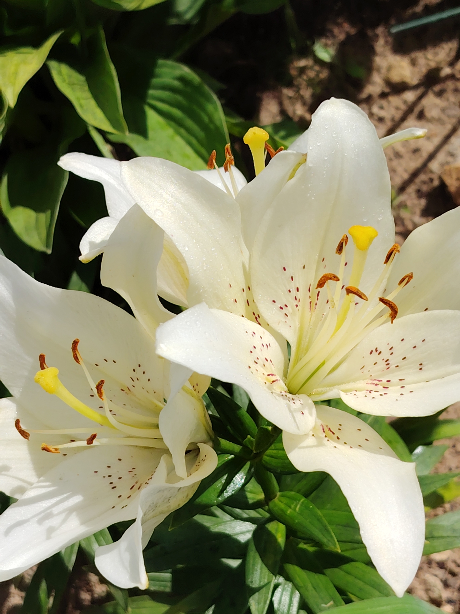 This media file is a close-up photograph of two white lilies in bloom. The lilies are the primary subjects, with their delicate white petals speckled with reddish-brown spots. The stamens of the flowers are a vibrant yellow, and they are tipped with brown anthers. The flowers appear to have water droplets on their petals, suggesting recent rain or dew.
The lilies are set against a background of lush green foliage, likely leaves from the same plant or surrounding plants. Some of the leaves are in sharp focus, while others are blurred, creating a shallow depth of field that emphasizes the flowers. The ground behind the plants is visible in some areas, appearing as a mixture of soil and small stones, suggesting an outdoor garden setting.
The lighting in the image suggests it was taken on a sunny day, with the bright sunlight casting shadows and highlighting the textures of the petals and leaves. There are no people or animals visible in the frame. The overall mood is serene and natural, showcasing the beauty of the flowers in their environment. The image was likely captured in Balashikha, Russia, given the provided location context. There is no visible text in the image.