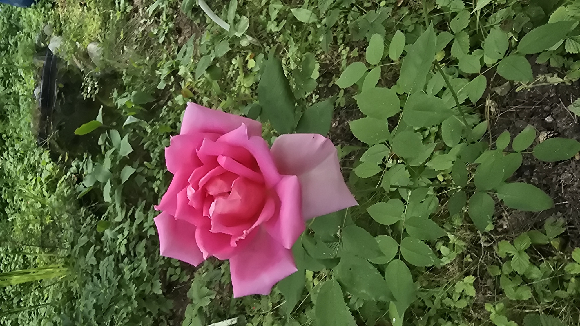 This media file is a close-up, top-down view of a vibrant pink rose in bloom, set against a backdrop of lush green foliage and dark soil. The rose is the clear focal point, with its soft, layered petals unfurling towards the viewer. The surrounding greenery consists of various small leaves, some with serrated edges, interspersed with dry grass and twigs. The texture of the soil suggests a garden or natural outdoor setting.
The lighting appears natural, hinting at daytime, possibly morning or late afternoon, given the soft quality of light and lack of harsh shadows. The scene is peaceful and serene, dominated by the beauty of the rose and the natural environment. There are no people or man-made objects, except for a small, dark, circular object partially visible in the upper left quadrant, which could be a piece of debris or part of the garden infrastructure, like a pot rim.
The overall impression is one of natural beauty and tranquility. The image is captured in Il’inskiy, Russia, suggesting a temperate climate suitable for rose cultivation. The focus on the single, perfect bloom evokes a sense of quiet appreciation for nature. There is no visible text within the image.