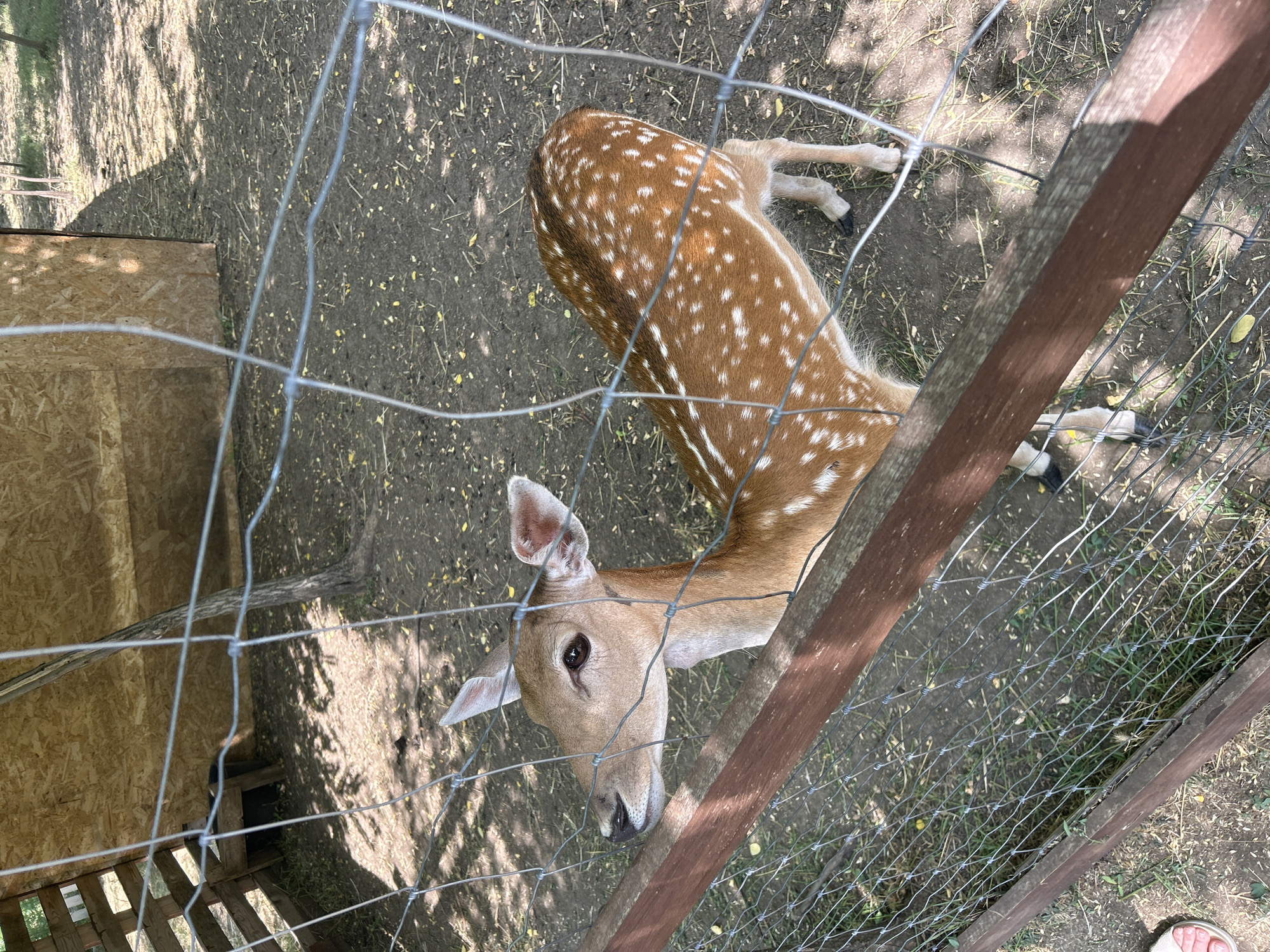In an outdoor enclosure in Slobozia-Dușca, Moldova, a young deer with characteristic white spots on its reddish-brown coat stands behind a wooden fence and wire mesh. The deer is facing left, with its head turned slightly upwards. Its ears are erect, and its dark eyes are visible. The ground within the enclosure is covered with dirt, dry leaves, and scattered yellow material, possibly animal feed. A wooden structure with a plywood-covered roof is visible in the background, partially shaded by a tree. The fence itself is made of rough-hewn wooden planks and a wire mesh grid. The scene is lit by dappled sunlight filtering through trees. A portion of a person's foot, wearing a light-colored sandal, is visible in the lower left corner of the image, suggesting the viewer is outside the enclosure.