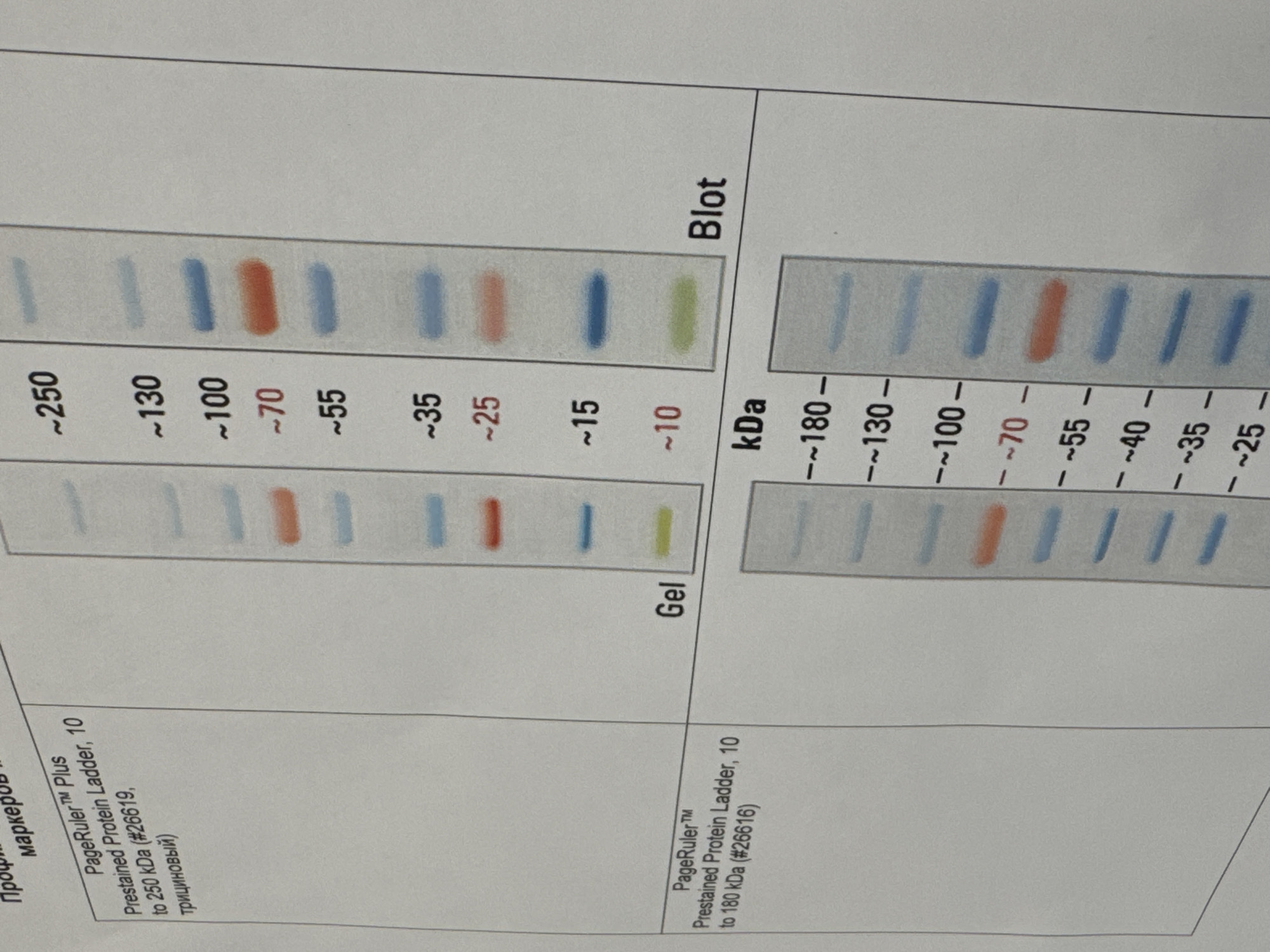 This media file is a slightly angled, close-up photograph of a scientific document, likely a product catalog or technical manual. The scene depicts a printed page indoors, featuring diagrams of two different pre-stained protein ladders used in molecular biology.
The primary subjects are two illustrations of protein ladders, showing how the bands appear on a "Gel" and after "Blot" transfer. The upper section details the "PageRuler™ Plus Prestained Protein Ladder, 10 to 250 kDa (#26619, трициновый)". This ladder displays nine colored protein bands corresponding to approximate molecular weights: ~250 (light blue), ~130 (light blue), ~100 (blue), ~70 (red), ~55 (blue), ~35 (blue), ~25 (red), ~15 (blue), and ~10 kDa (yellow/green).
The lower section illustrates the "PageRuler™ Prestained Protein Ladder, 10 to 180 kDa (#26616)". This ladder features eight colored bands, with approximate molecular weights given as: ~180, ~130, ~100, ~70 (red), ~55, ~40, ~35, and ~25 kDa, all indicated in kilodaltons (kDa).
Visible text on the page includes product names, molecular weight markers, catalog numbers, and Cyrillic text such as "маркеров" (markers) and "трициновый" (tricine). The document serves to inform users about the appearance and molecular weight ranges of these protein standards, which are essential for sizing proteins during gel electrophoresis and Western blotting experiments. The context of this document is geographically associated with Moscow, Russia.