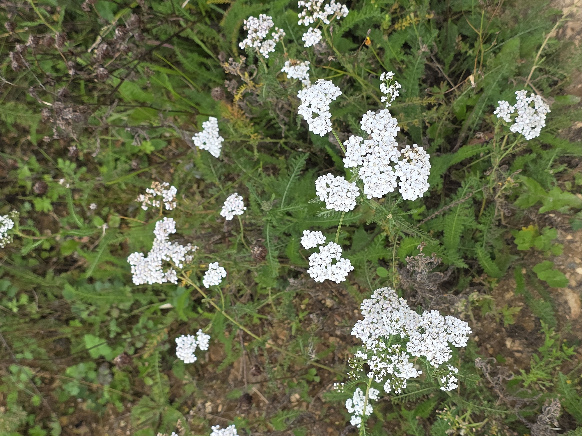 This is a close-up, high-angle outdoor photograph of a patch of white wildflowers, likely yarrow, growing amidst green foliage and brown earth. The flowers are clustered in small, flat-topped inflorescences. Some of the foliage is dry and brown, suggesting late summer or early autumn. The scene is natural and uncultivated. No people, specific structures, or identifying landmarks are visible. The image does not provide any information that would allow for the determination of its location within Magnitka, Russia.