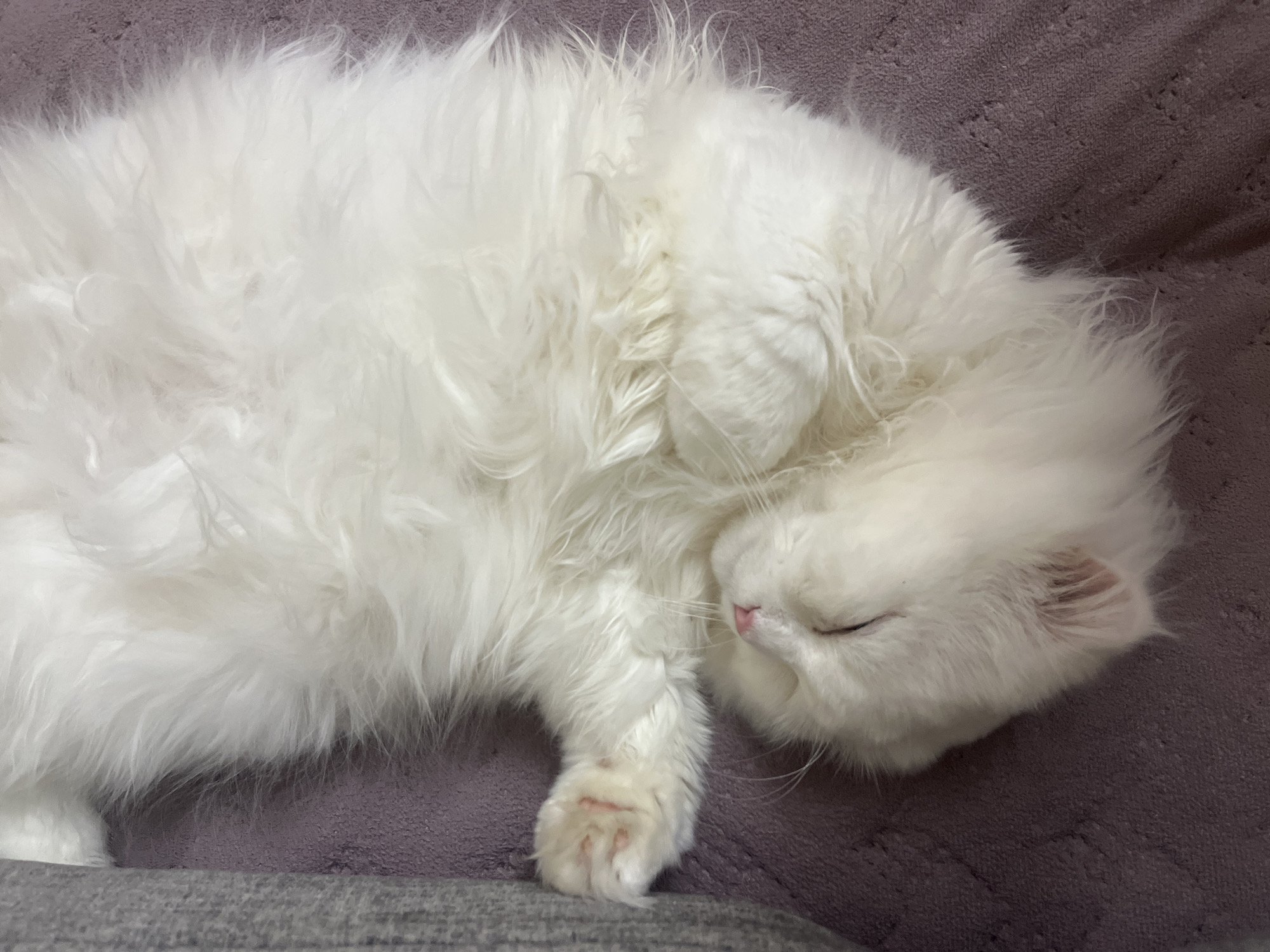 The image is a close-up, top-down shot of a fluffy white cat sleeping on a textured purple surface, possibly a blanket or upholstery. The cat is lying on its back, with its head tucked in and its paws curled up. Its eyes are closed, and its pink nose is visible. The cat's fur is long and appears soft. The lighting is soft and diffused, creating a peaceful atmosphere. There are no other subjects or objects visible in the frame. The scene appears to be indoors. There is no information in the image to suggest a location in Tikhoretsk, Russia.