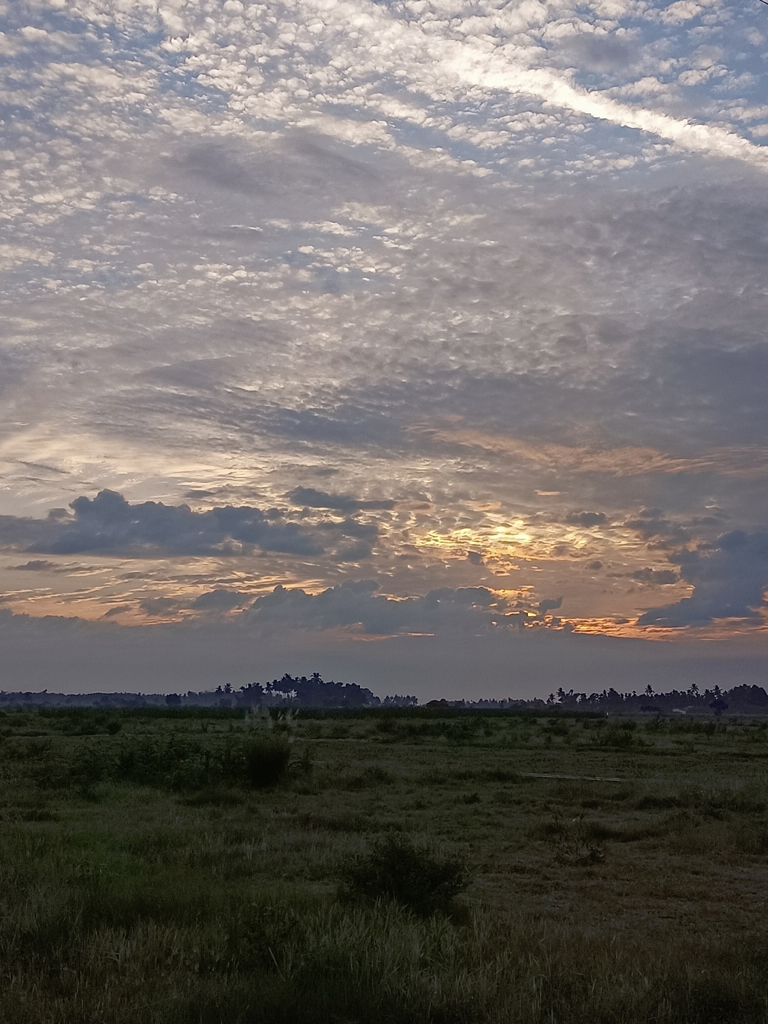 The image shows a panoramic view of a landscape under a dramatic sky. The foreground consists of a field covered in tall, dry grass, giving it a textured appearance. In the midground, there is a flat expanse of darker green vegetation, possibly crops or a marshy area, stretching towards a distant treeline. This treeline is characterized by silhouetted trees, including what appear to be palm trees, suggesting a tropical or subtropical environment. A hazy, dark horizon line separates the land from the sky.

The sky dominates the upper portion of the image and is filled with a complex arrangement of clouds. There are numerous small, puffy clouds, interspersed with larger, darker clouds, and wisps of lighter, more diffused cloud formations. The lighting indicates either sunrise or sunset, with golden and orange hues emanating from behind a band of darker clouds near the horizon. The overall atmosphere is serene, with no people or specific structures visible in the scene. The location is identified as Meunasah Pupu, Indonesia.