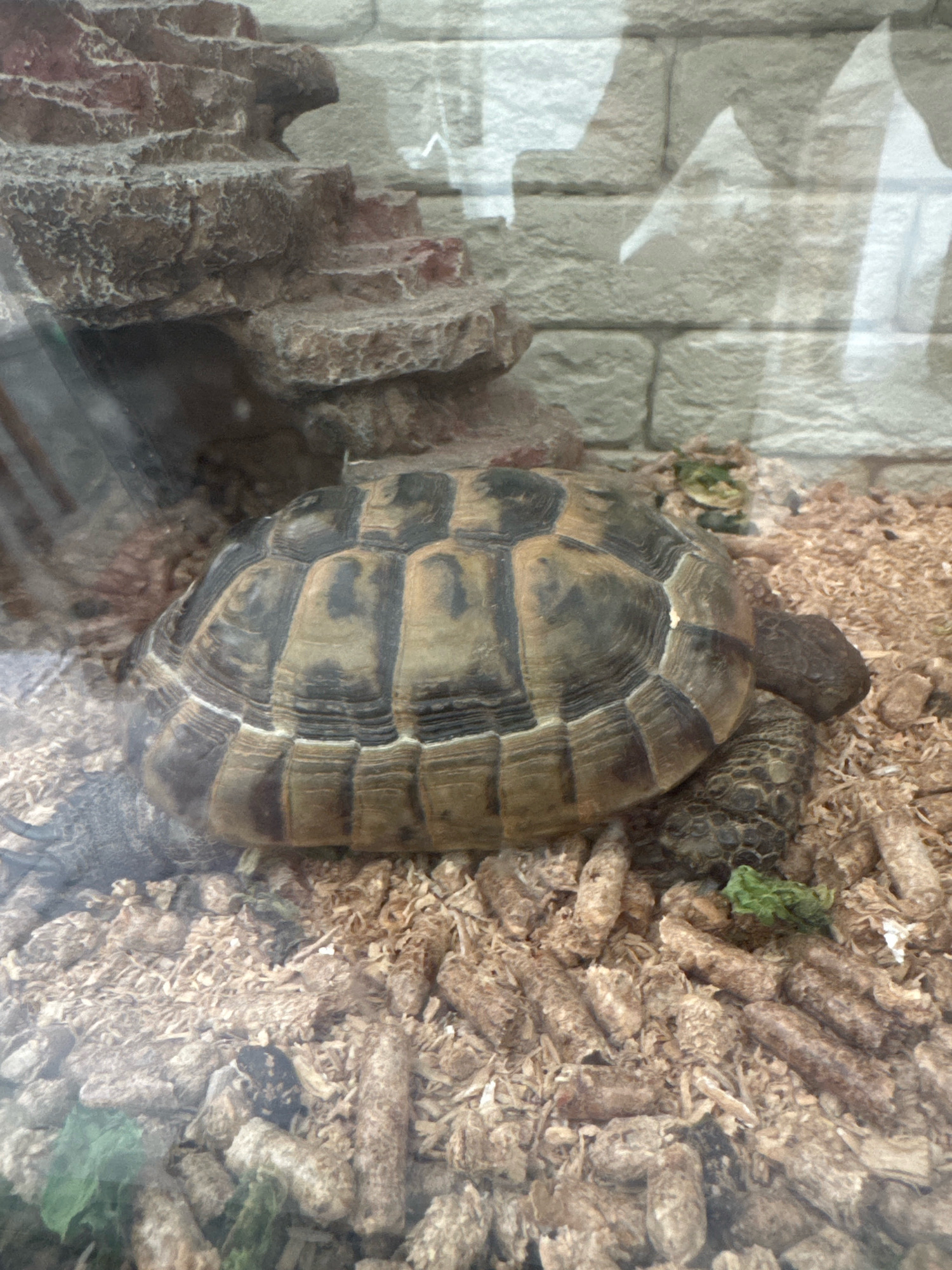 A Russian tortoise is positioned on a bed of wood shavings and pellets within an enclosure. The tortoise, with its distinctive shell markings of brown and yellow, is the primary subject. Behind it, a grey brick wall serves as the enclosure's background, with a rock formation resembling a stepped structure to the left. Small green leafy vegetables are scattered around the enclosure. Reflections of what appears to be a room are visible on the glass of the enclosure, suggesting it is a terrarium or vivarium. The scene is set in Agios Tychona Community, Cyprus, where such reptiles are sometimes kept as pets.