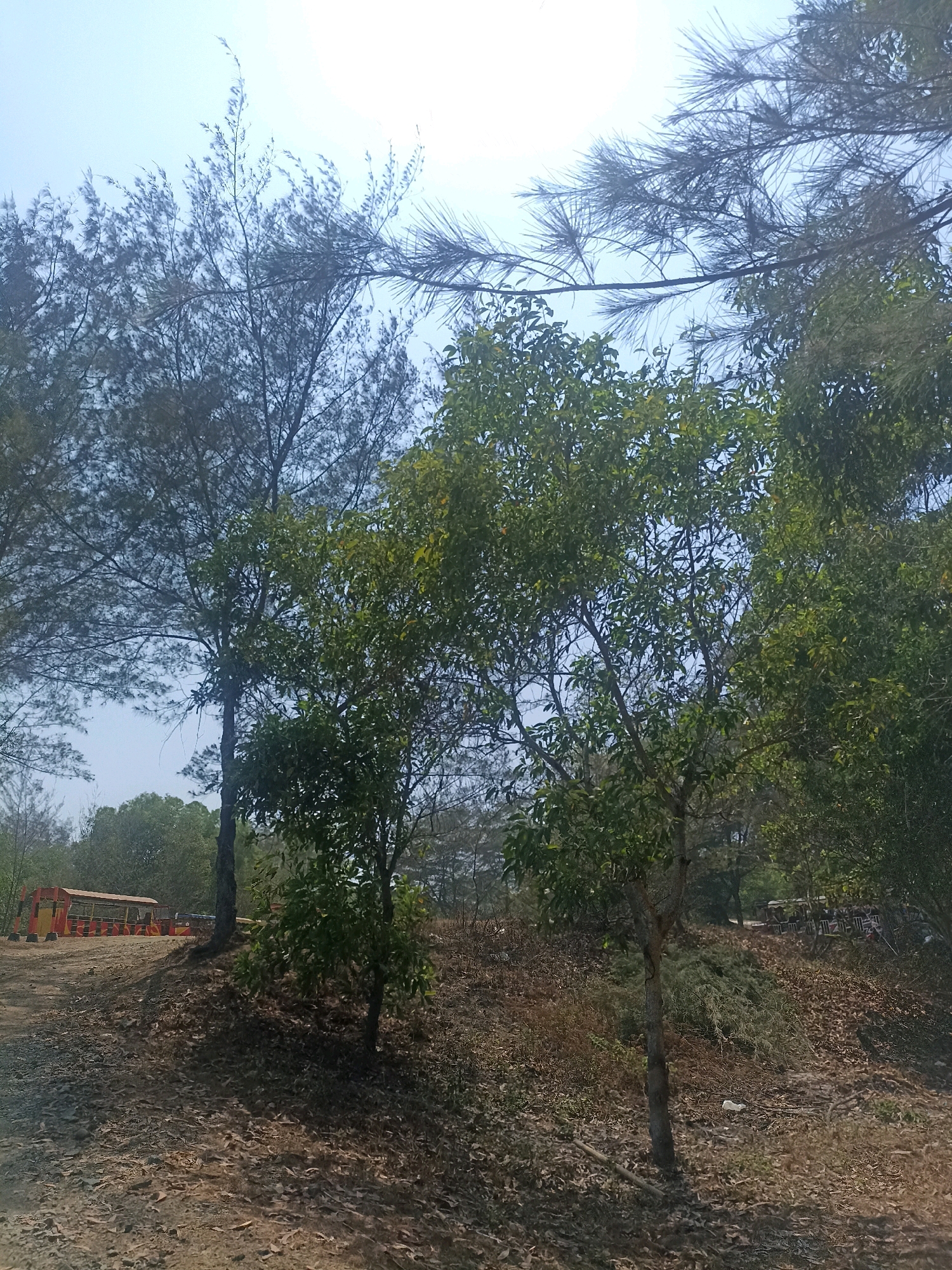 A low-angle, full shot captures a section of a dirt road bordering a wooded area on a bright, clear day. The road, covered in dry leaves and twigs, curves to the left, leading to a parked, red and yellow passenger vehicle, likely a tour bus or train, with multiple windows and seats visible. Beyond the road and vehicle, the terrain slopes upwards into a dense forest. The trees are varied, with some showing needle-like leaves and others broad green foliage. Pine trees with thin, wispy needles are visible against the sky in the upper portion of the frame. The ground is a mixture of dry earth, fallen leaves, and sparse, dry vegetation. No people are clearly visible in the frame. The scene suggests a park or natural area with an accessible road and a form of tourist transport. The location is identified as Kenoyajaya, Indonesia.