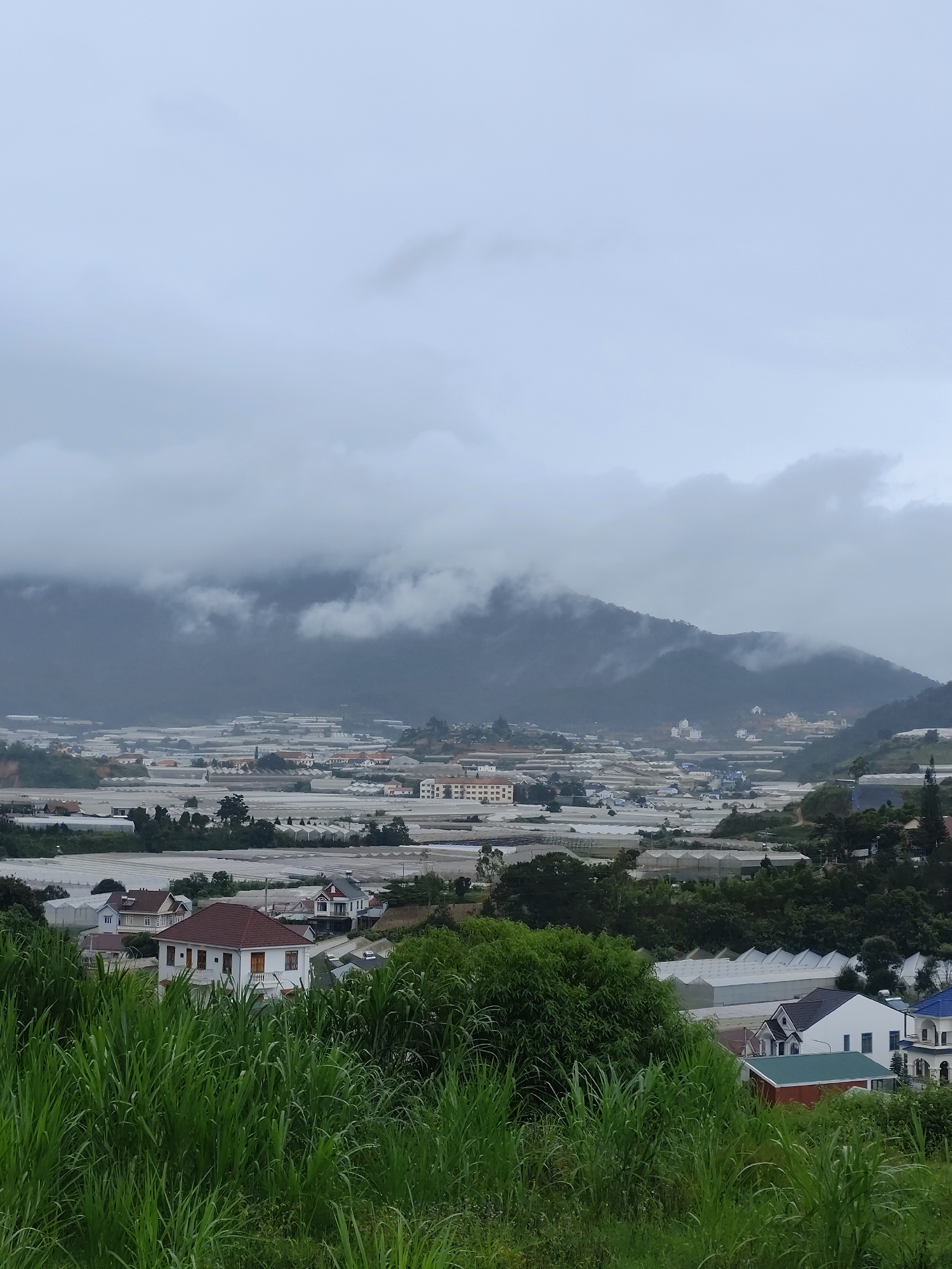 This is an exterior, eye-level, wide shot of Lạc Dương, Vietnam, on an overcast day. In the foreground, tall, vibrant green grass occupies the lower third of the frame. Beyond the grass, several houses with red, white, and dark grey roofs are visible, nestled amongst lush green trees. In the midground, numerous greenhouses with white, translucent roofing cover a large expanse of land, interspersed with trees and occasional buildings. The background features rolling hills and mountains shrouded in a dense layer of grey clouds, partially obscuring the landscape. The overall scene depicts a rural or semi-rural area characterized by agriculture and residential structures under a muted sky.