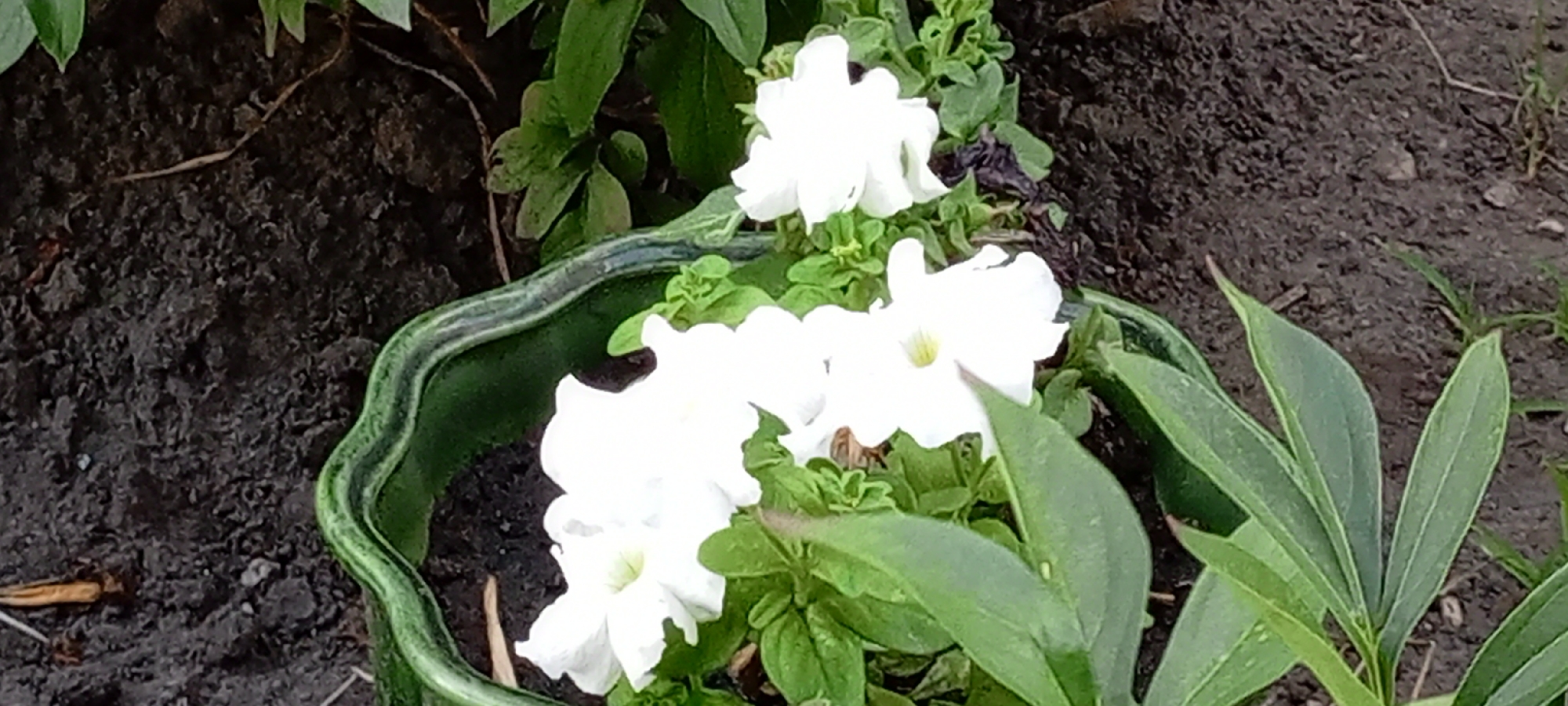 A close-up, eye-level, outdoor shot shows white petunia flowers in a green, decorative pot. The pot has a wavy, textured rim with a green and light green striped pattern. The flowers are in various stages of bloom, with delicate, trumpet-shaped petals. Green foliage surrounds the flowers and spills out of the pot. The background is dark, textured soil, with some dry grass and leaves visible. The image does not depict any people or specific city landmarks, and therefore cannot be associated with Kirsanov, Russia.