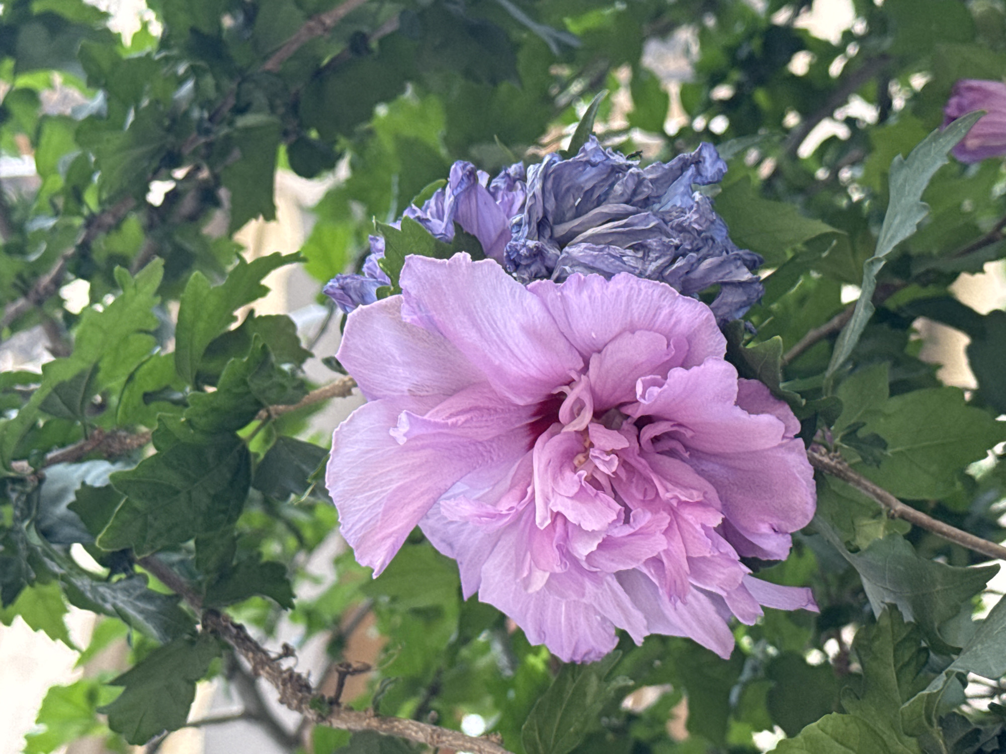 The image captures a close-up view of two hibiscus flowers on a branch, set against a backdrop of lush green leaves and blurred hints of a building in the distance. The flower on the left is a vibrant, fully bloomed double hibiscus in a soft lavender hue, with intricately folded petals revealing a deeper pink center. To its right, a second flower is in a state of decay, its petals a muted, deep purple, shriveled and dried. The foliage is dense and green, with some branches visible. The lighting suggests an outdoor setting, likely during the day. The image does not depict any people, actions, or interactions. The environment appears to be a garden or a park. There is no information in the image to suggest a specific location in Athens, Greece.