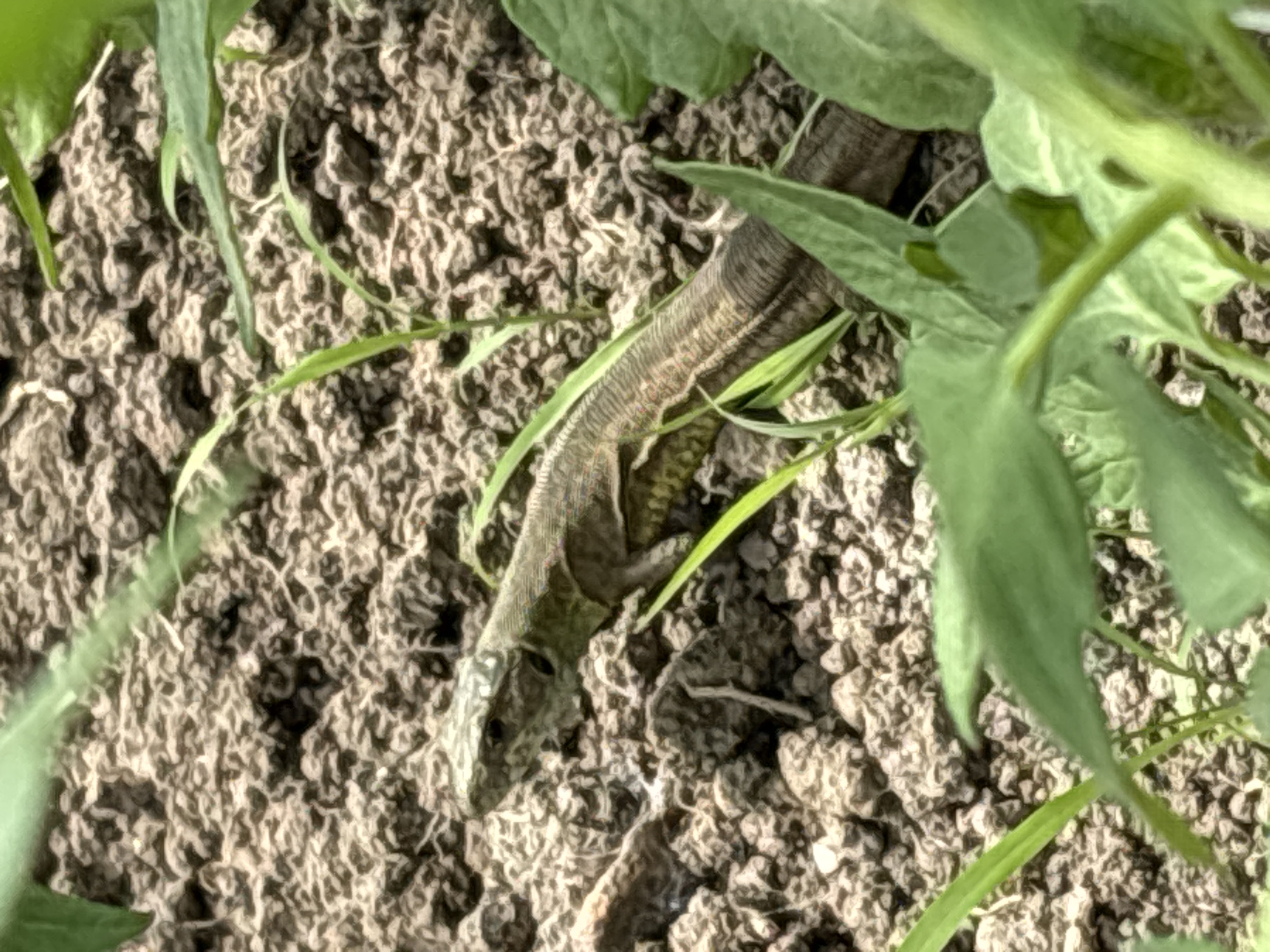 A lizard, likely a sand lizard (Lacerta agilis), is partially visible amongst clods of dirt and green foliage. The lizard is oriented diagonally across the frame, with its head pointing towards the lower left corner and its tail obscured by leaves and dirt in the upper center. The location appears to be outdoors, potentially in a garden or agricultural setting based on the disturbed soil. Given the prompt's location detail, the scene is likely located in Pchelnik, Bulgaria, with the elements showing some form of cultivated garden or agricultural land with the lizard as part of local fauna. There are no people visible in the image.