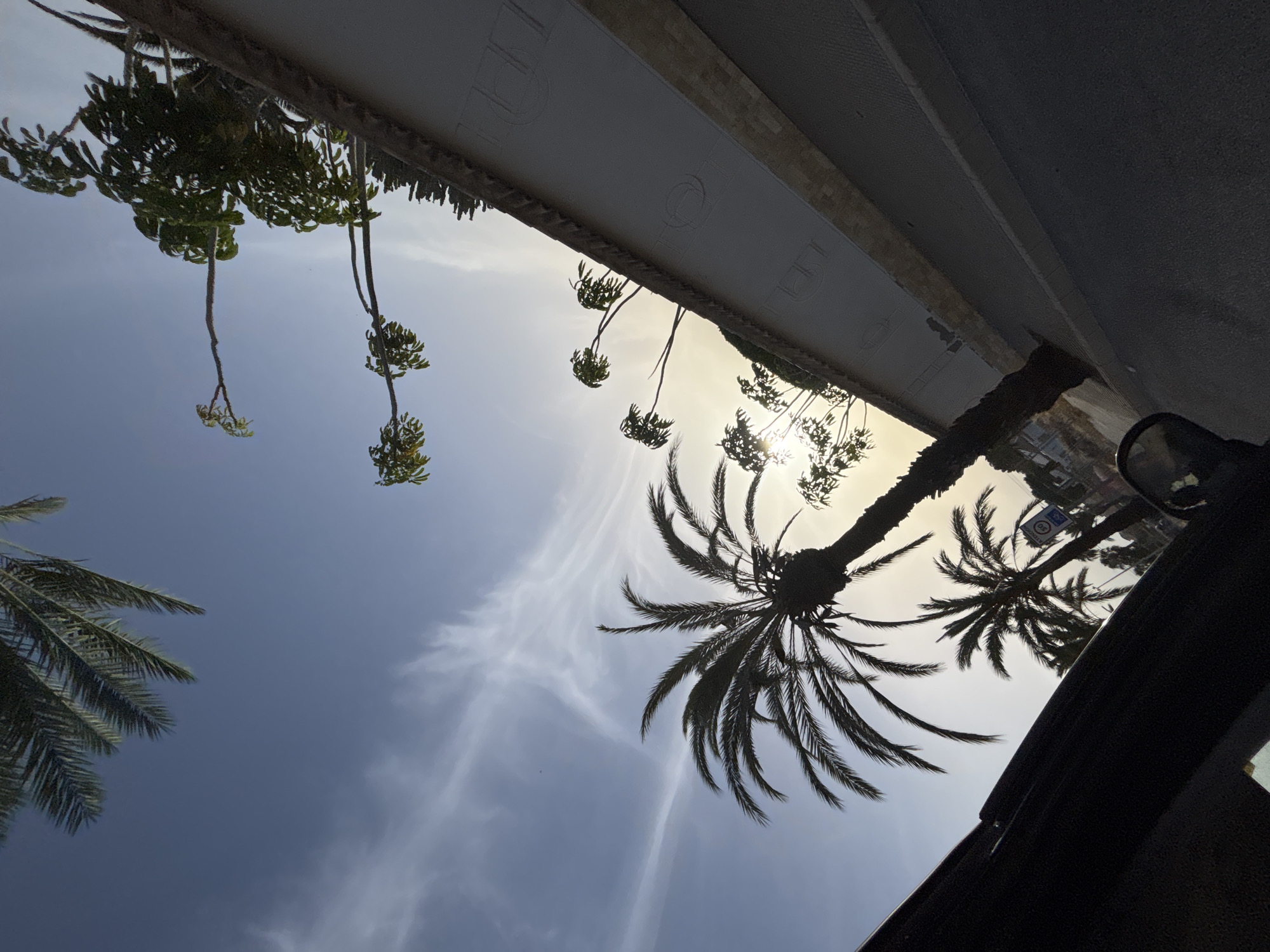 The image depicts a low-angle view of palm trees against a bright sky. The perspective is unusual, as if looking upwards from the ground or from within a vehicle. The sky is a mix of light blue with streaks of white clouds, suggesting a clear day with some atmospheric wisps. The sun appears to be behind the foliage, creating a silhouette effect for some of the palm fronds and casting a warm glow.
A white, textured structure with embossed circular designs runs horizontally across the upper portion of the image. This could be the underside of a building, a canopy, or a sign. Below this structure, more palm trees are visible, their fronds creating intricate patterns against the sky. In the lower right, a dark, reflective surface is present, possibly the interior of a car, with a glimpse of a side mirror and a traffic sign in the background. The traffic sign has a circular symbol with a number inside and another symbol that is difficult to decipher.
The overall scene suggests an outdoor setting, likely in a warm climate, consistent with the location context of Orihuela, Spain, known for its sunny weather and palm trees. The time of day appears to be late morning or early afternoon, given the brightness of the sky and the sun's position. The image evokes a feeling of a relaxed, sunny day, possibly during a vacation or a leisurely outing. No people are visible in the frame.