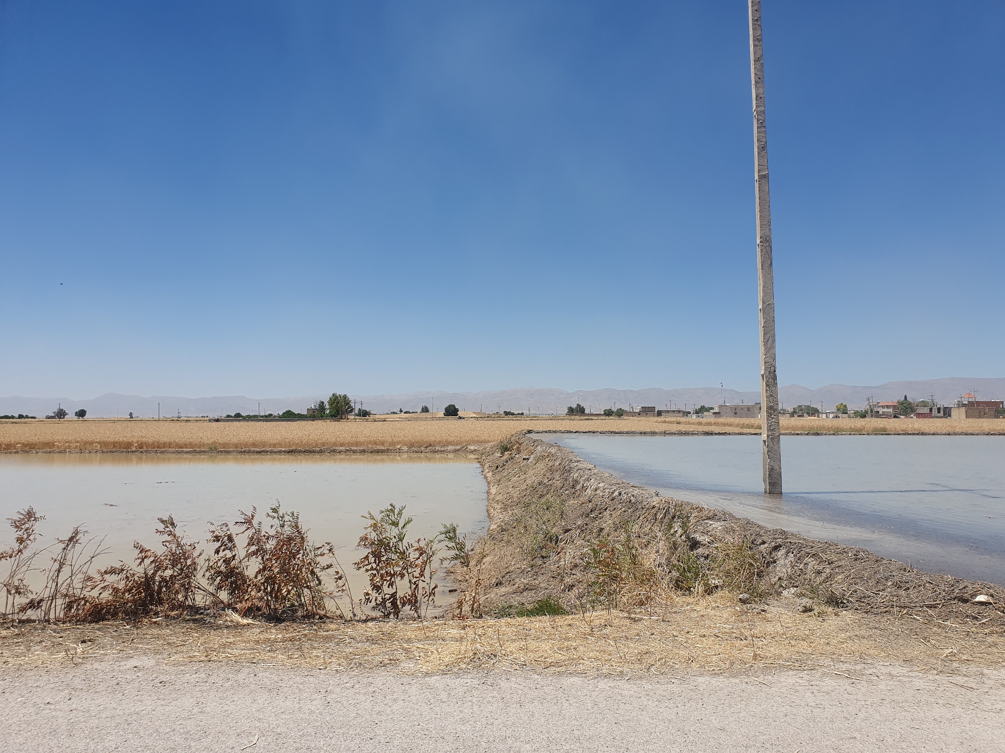 The image depicts a rural landscape in Kheyrabad, Iran. A body of shallow, murky water fills the foreground and middle ground, reflecting the clear blue sky above. A dirt embankment separates two sections of this flooded area, with dry vegetation and straw scattered along its edge. In the background, a dry, cultivated field with golden-brown crops stretches towards a distant horizon dotted with scattered buildings and mountains. A tall, rough-textured concrete pole stands vertically in the water on the right side of the image, its base submerged. The overall impression is one of an agricultural area likely used for irrigation or cultivation, under a bright, sunny sky.