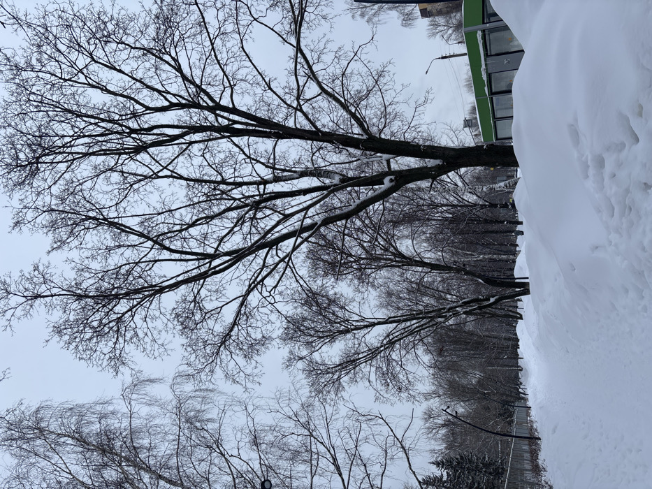 The image depicts a snow-covered urban park or treed area in Nizhnekamsk, Russia, under an overcast, light gray sky. A narrow, unpaved path, approximately 1.5 meters wide, extends from the foreground toward the background, curving slightly to the left, marked by footprints in fresh snow. Snow drifts, up to 1 meter high, line both sides of the path, with particularly large accumulations on the right.
Dominating the scene are numerous deciduous trees, primarily bare of leaves, characteristic of winter. Several large trees with dark, thick trunks and intricate branch networks stand prominently on the right side and along the path. Smaller, thinner trees, some resembling birches with lighter bark, are visible further back. A sparse layer of snow dusts some branches.
On the far right, partially obscured by a large snowdrift, is a low-rise, rectangular structure with a green roof and large windows, possibly a kiosk or small building. Two dark, curving lampposts are visible; one on the left, another near the obscured building. In the far left background, a dark fence with vertical bars is partially visible behind trees. No people, animals, or vehicles are present.