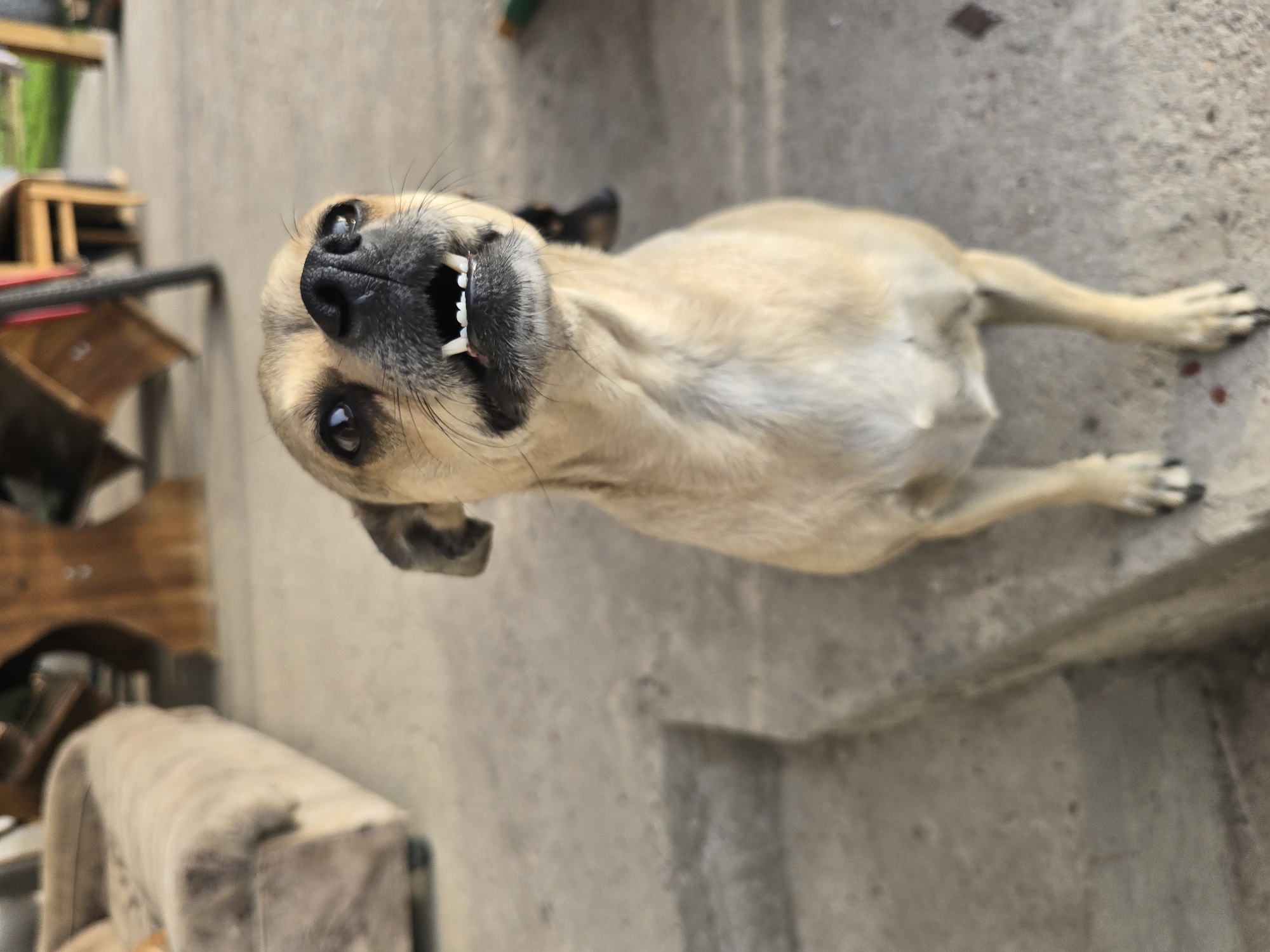 A medium-sized, light tan dog is lying on a concrete surface, with its head tilted back towards the camera. The dog's teeth are visible, and it has dark eyes and black whiskers. In the background, there is a partially visible couch, some wooden furniture, and a concrete wall. The location appears to be outdoors, possibly a backyard or patio.