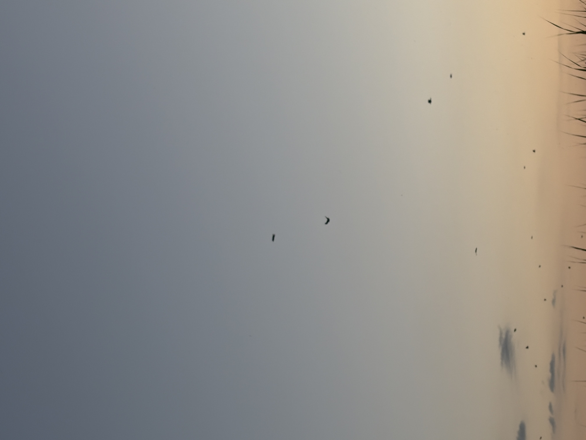 The image depicts a wide shot of a dusky sky, transitioning from a pale blue at the top to a warm orange at the bottom. Several dark, silhouetted birds are scattered across the sky, some in flight and others appearing as small dots. In the lower portion of the frame, out-of-focus blades of grass or reeds are visible, suggesting a ground-level perspective looking upwards. There are also a few small, wispy clouds present in the lower sky. The scene appears to be an outdoor natural environment at dusk, with no discernible man-made structures or identifiable urban features.