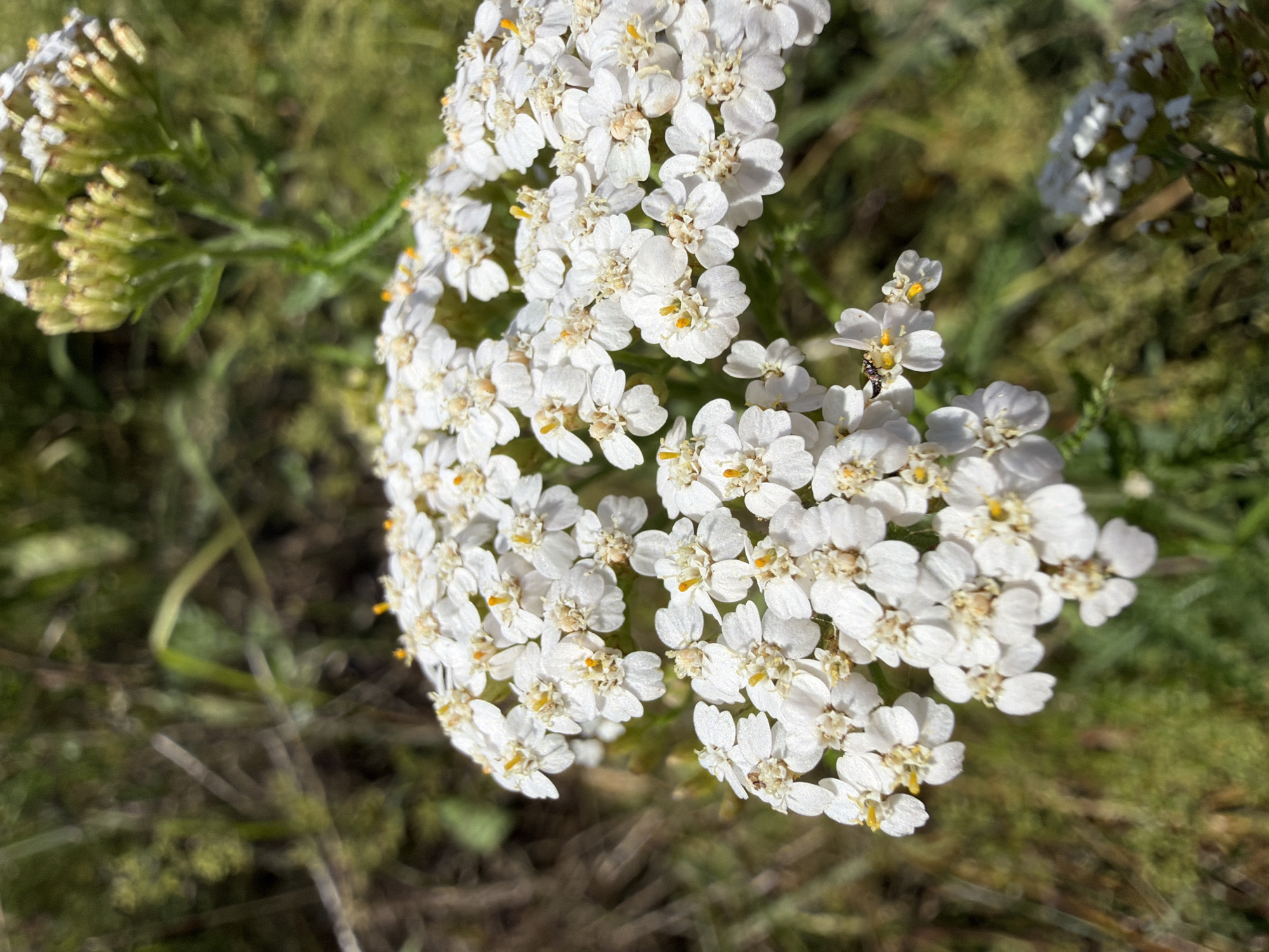 A cluster of white yarrow flowers is in the foreground, with some buds and a smaller cluster of flowers in the background. The flowers are small with five white petals and yellow centers. A small insect is visible on one of the flower petals. The background is blurred green and brown vegetation. The location is Noviy, Russia.