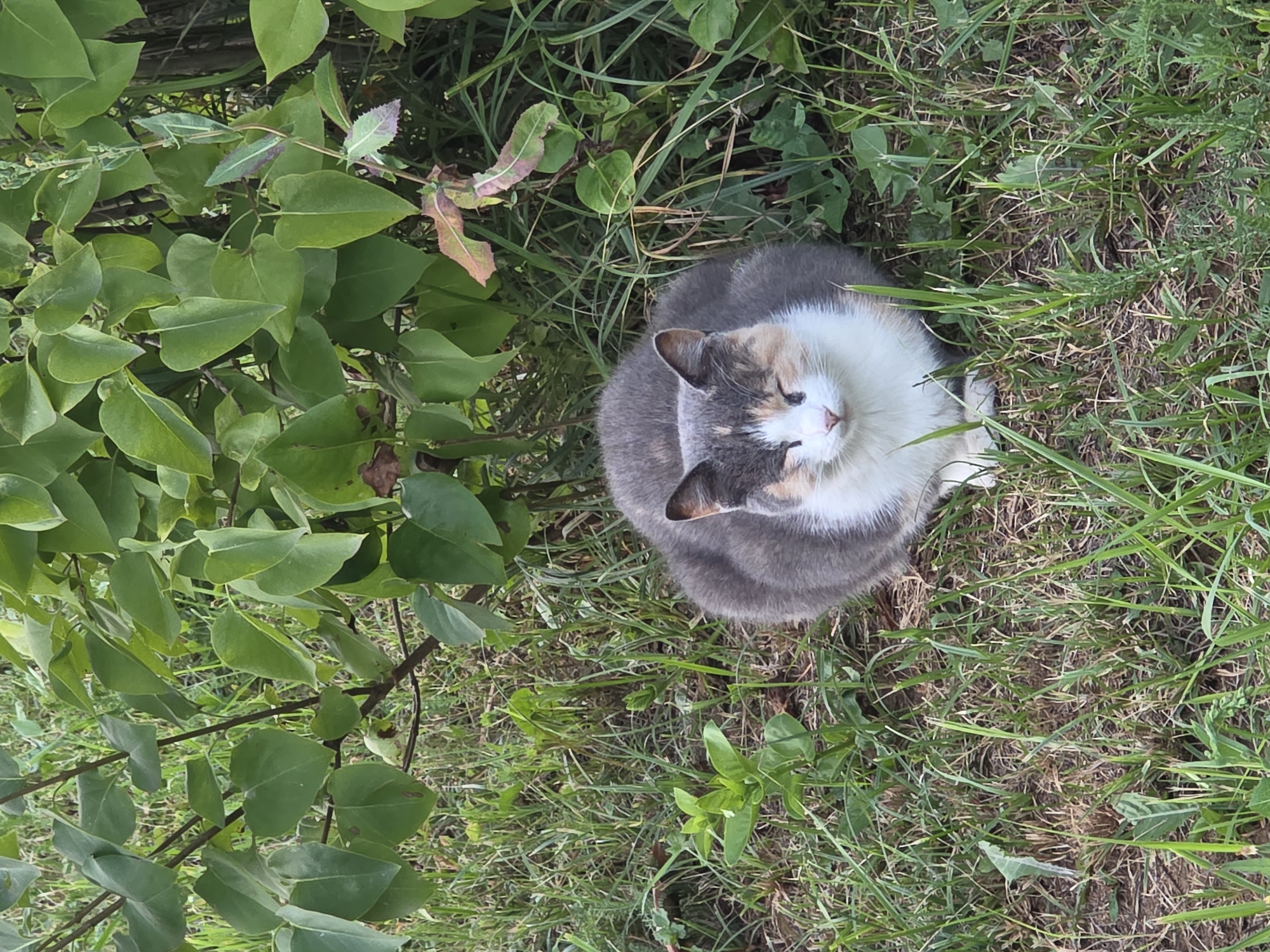 A calico cat with white, gray, and orange markings sits on grass. The cat is looking down with its eyes closed, and its paws are tucked beneath its body. The cat is in front of a bush with green leaves. The scene is outdoors and appears to be in a residential area. The location is the city of Речица, Russia.