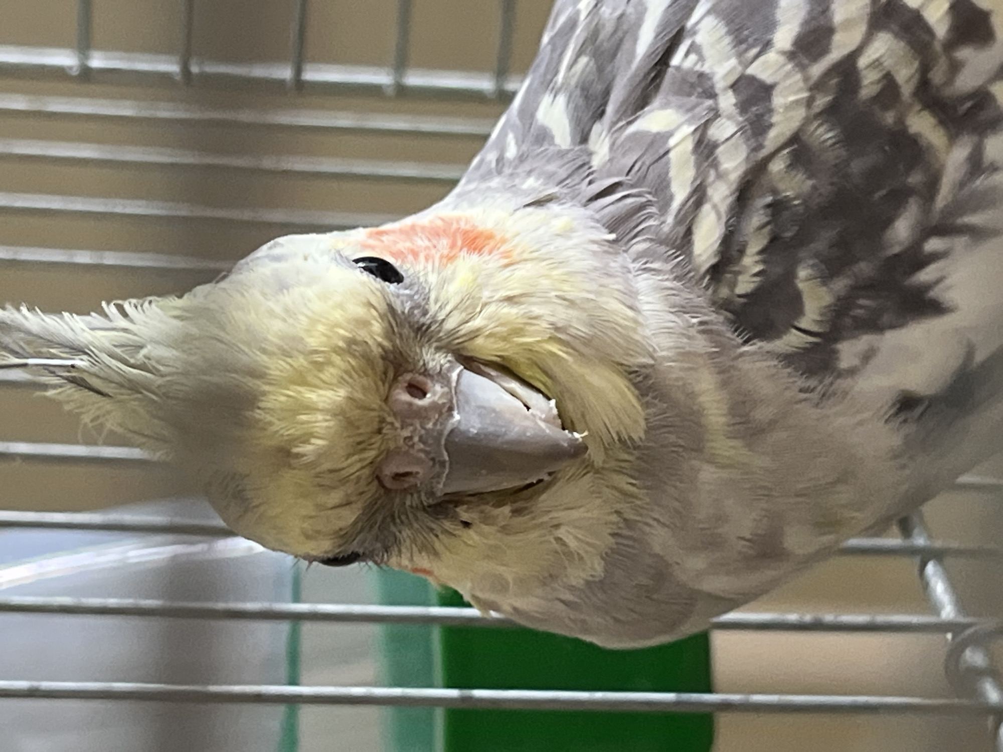 A close-up, head-on, vertical, medium shot captures a cockatiel bird in a cage. The bird has a yellow crest, pale yellow cheeks with orange patches, and a gray and white body. Its beak is visible, slightly open, revealing a light-colored tongue. Behind the bird, blurred vertical metal bars of the cage are visible, along with a green object on the left and a beige background on the right. The image is well-lit, with focus on the bird's face. There is no identifiable location in the city of Ivanteyevka, Russia.