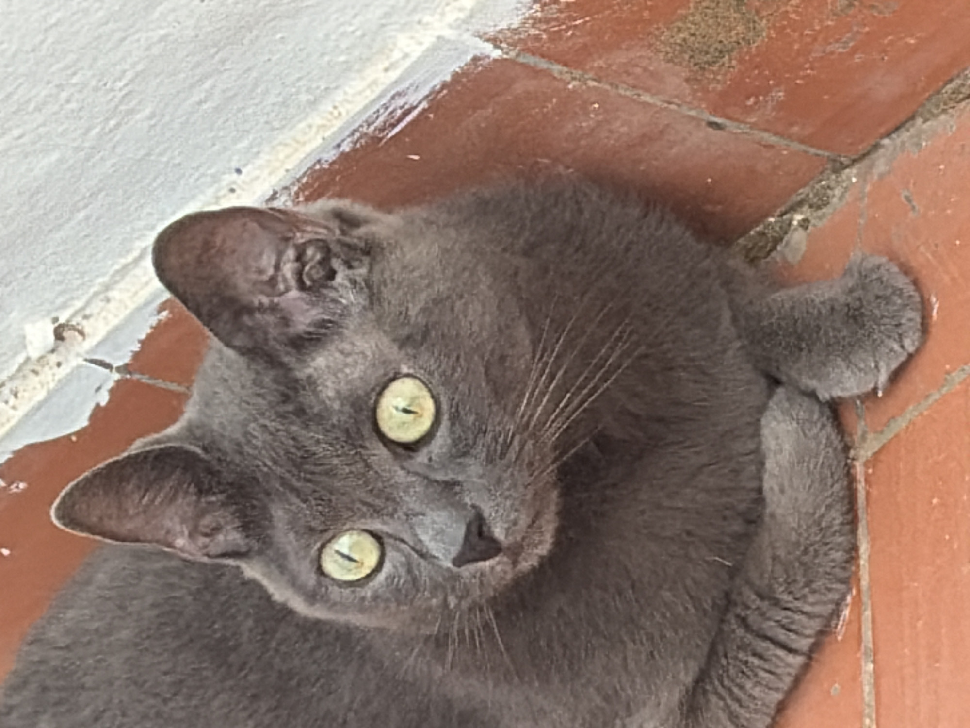 A close-up, eye-level shot shows a medium-sized, solid gray cat with striking green eyes. The cat is lying down on an orange, tiled floor, with its front paws tucked neatly beneath its chest. The cat's fur appears soft and dense. The background consists of a white, textured wall with a strip of orange tile running along its base. There is some peeling paint on the wall, indicating it may be an outdoor or weathered area. The scene suggests a residential setting, possibly a patio or balcony, in Torrevieja, Spain.