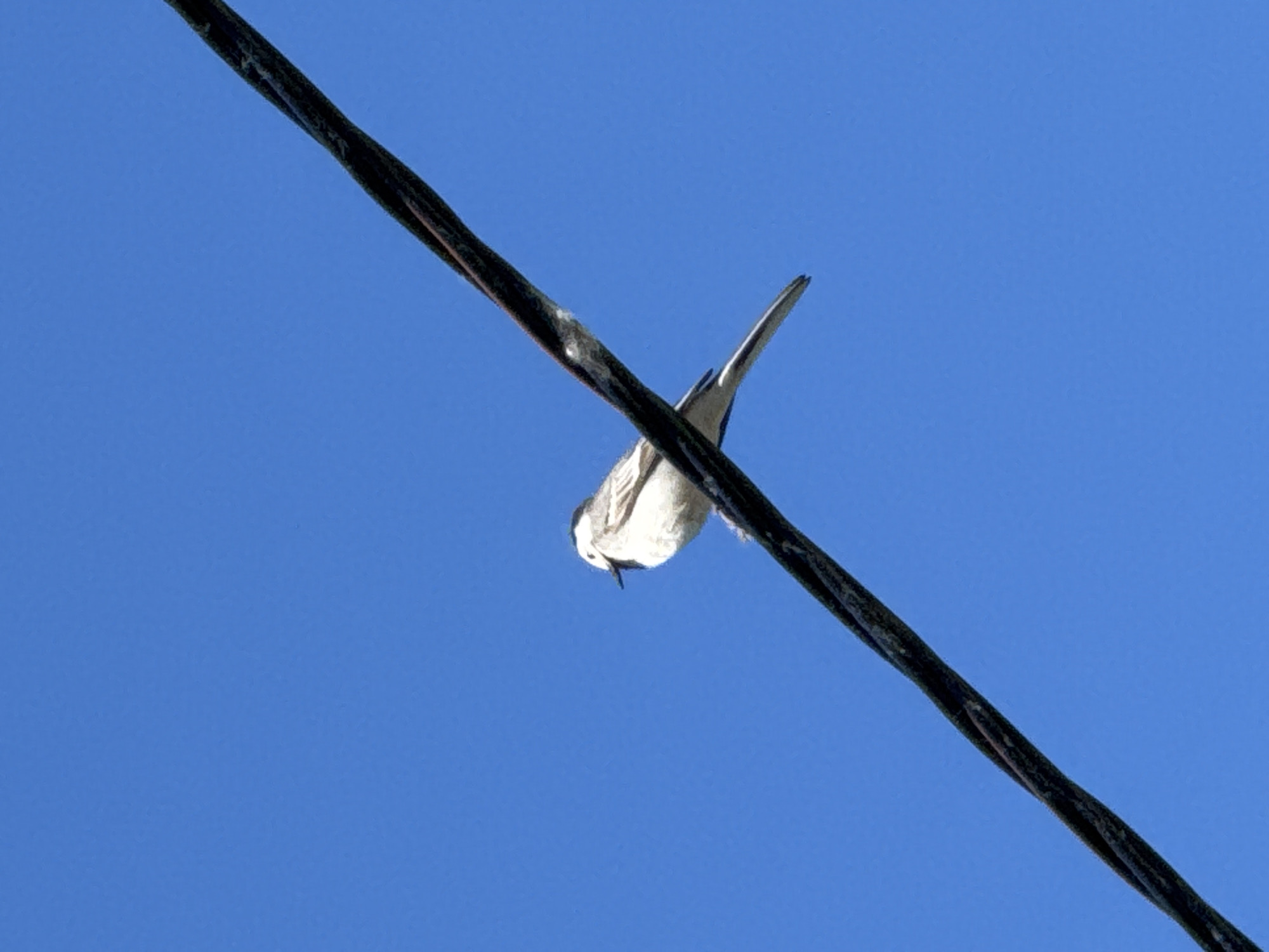 A single white and grey bird is perched on a dark, thick wire against a clear, bright blue sky. The wire is positioned diagonally across the frame from the bottom left to the top right. The bird is facing to the left, with its head slightly turned towards the viewer. Its body is predominantly white with grey markings on its back and wings. The bird's tail is long and pointed, extending slightly beyond its body. The image is taken from a low angle, looking up at the bird and the wire against the sky. The scene is devoid of any specific urban or natural landmarks that would indicate a precise location within Chaikovsky, Russia, beyond the presence of a utility wire, which is common in many urban and rural settings.