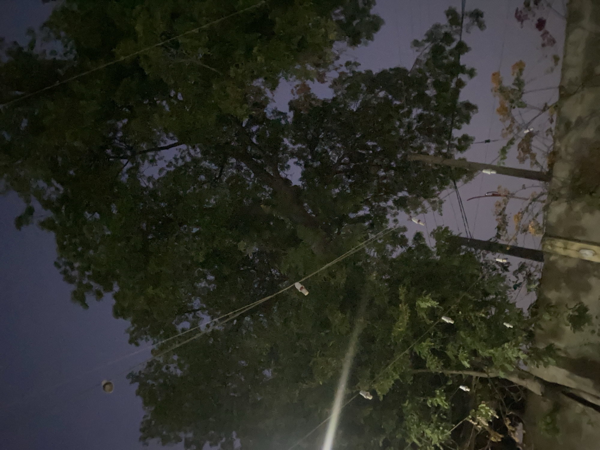 A nighttime, low-angle shot shows trees and overhead string lights against a dark blue sky. The leaves of the trees are dark green, obscuring much of the sky and creating a dappled effect. Several small, white string lights are visible, hanging at intervals along thin wires that stretch across the frame. In the upper left portion of the image, a single, more prominent light, possibly a lantern or decorative bulb, hangs suspended. In the lower half of the image, the tops of some flowering plants with yellow and pink blooms are visible, interspersed with more string lights. A concrete wall runs along the bottom of the image, and a wooden post is partially visible on the right. The scene appears to be outdoors, potentially in a park or garden area.