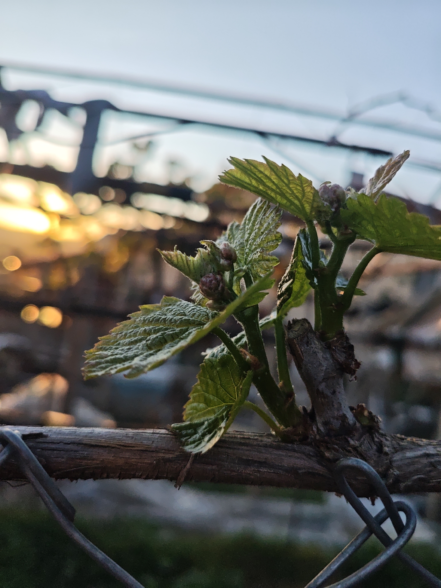 A close-up shot depicts a budding vine with young green leaves emerging from a wooden branch. The branch is positioned in front of a chain-link fence. In the background, blurred sunlight creates bokeh effects, suggesting either sunrise or sunset. Above the bokeh is a blurry structure, possibly a building or another part of the vineyard. The location is not identifiable from the given image.