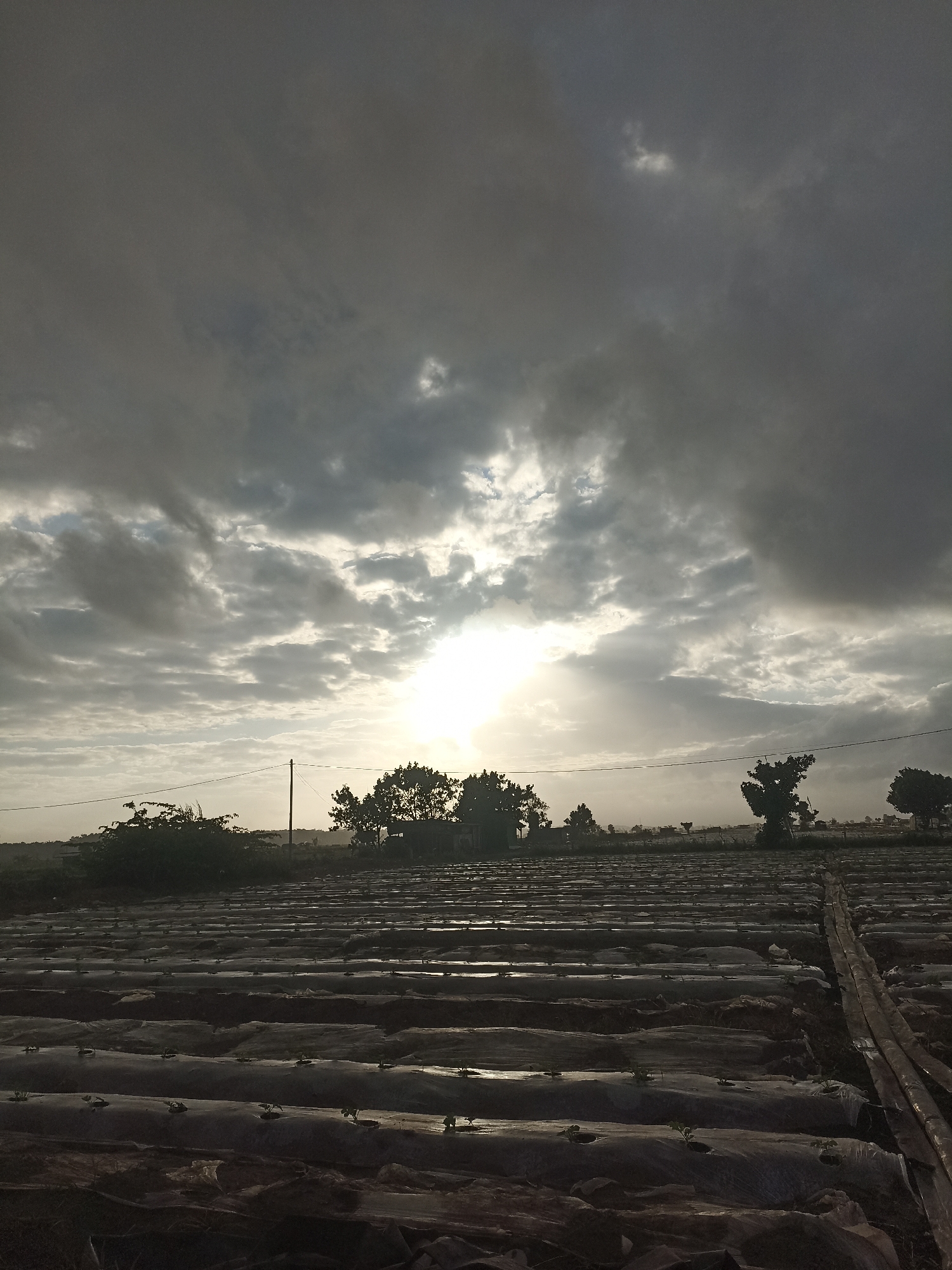 The image depicts an agricultural field at dusk in Pandanarum, Indonesia, under a dramatic, cloudy sky with the sun breaking through the clouds. The foreground is dominated by rows of planted crops covered with plastic sheeting, with small green plants visible emerging from the sheeting. A wooden structure, possibly a makeshift path or support, runs along the right side of the field. In the midground, trees and bushes line the horizon, silhouetted against the bright sky. A utility pole with wires is also visible. The overall impression is one of a working farm at the end of the day, with the elements creating a moody and atmospheric scene.