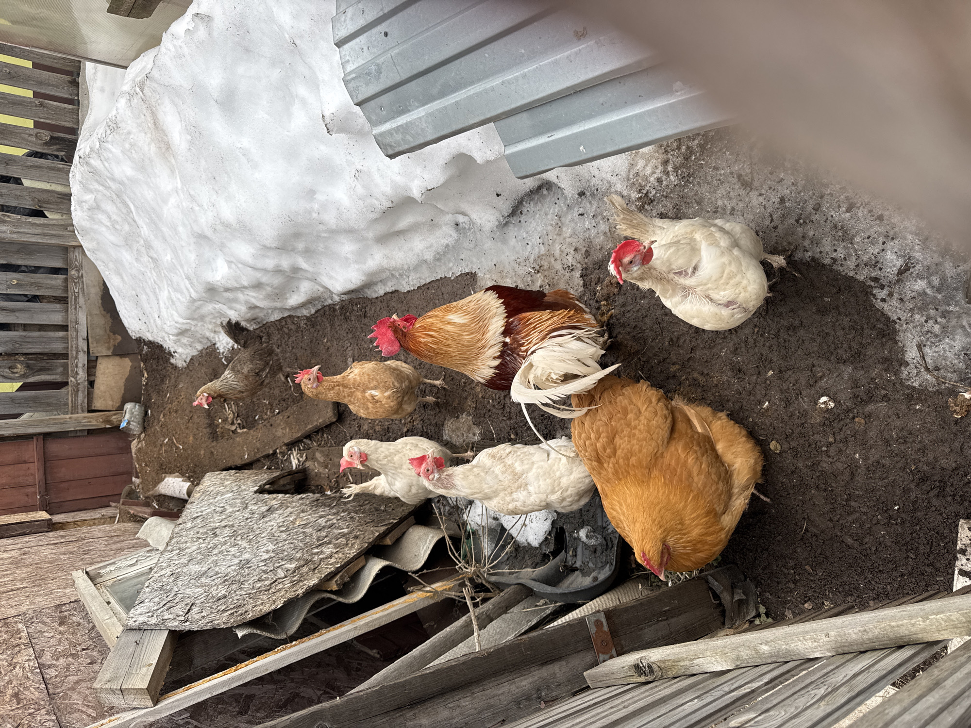 An outdoor scene in Chaikovsky, Russia, depicts an enclosure containing eight chickens (Gallus gallus domesticus) during a period of snowmelt. The ground consists of dark, wet soil and patches of dirty, melting snow and ice. In the foreground, a large brown hen faces downwards, positioned to the left. To its right, a white hen stands looking towards the viewer. In the mid-ground, a rooster with brown, white, and red plumage stands facing right, flanked by two white hens to its left and one brown hen and one white hen further back and to its right. In the upper background, a single brown hen is visible near a dirt mound.
The left side of the image features a weathered wooden fence or wall, behind which various discarded materials such as wooden planks and corrugated sheets are piled. Further back, a structure made of rough wooden panels, possibly a shed, with a dark brown wooden door, is visible. The right side of the image is dominated by a substantial mound of melting, dirty snow. A piece of grey corrugated metal sheeting is partially visible in the lower right foreground, partially obscured by an out-of-focus element. The overall environment appears rustic and unkempt, indicative of a backyard or small farm setting.