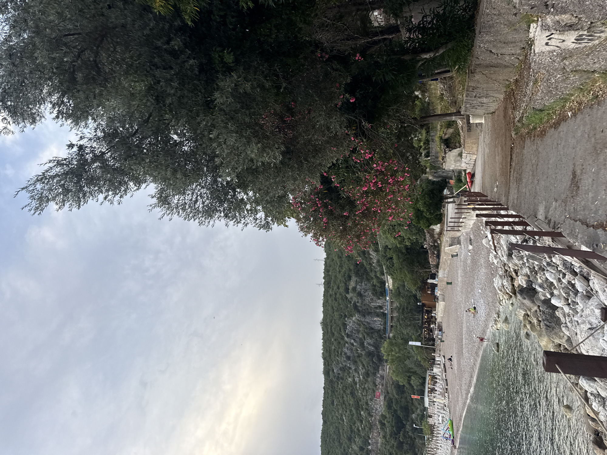 The image shows a beach scene in Kamenovo, Montenegro. The perspective is from a slightly elevated viewpoint, looking down towards the water and beach. A rocky slope covered in lush green vegetation rises steeply behind the beach.
In the foreground, the clear, calm water laps gently onto a pebble beach. A wooden fence, with a weathered appearance, runs along the edge of the beach, separating it from a paved walkway. Beyond the fence and walkway, a section of the beach is lined with rows of white lounge chairs and umbrellas, suggesting a developed tourist area.
Further up the beach, several small groups of people are visible. Some are walking, while others appear to be relaxing. One person is in the shallow water, and another is seen sitting on the sand. In the background, there are some buildings and structures, possibly restaurants or beachside facilities, nestled amongst the trees.
Above the beach and to the left, a large tree with dark green foliage dominates the frame, its branches extending towards the sky. Scattered amongst the leaves are clusters of bright pink flowers, adding a touch of color to the scene. The sky is overcast with soft, diffused light, indicating it might be early morning or late afternoon. The overall atmosphere appears peaceful and relaxed, characteristic of a seaside resort. There is no visible text in the image.