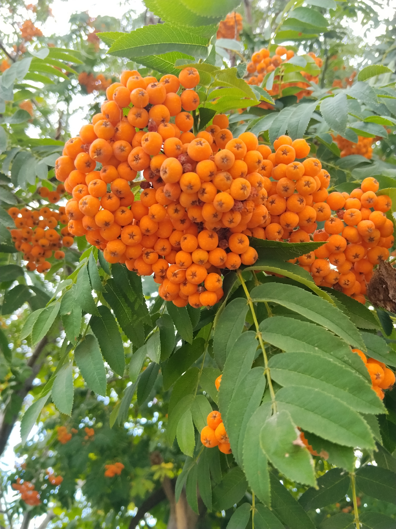 A cluster of bright orange rowan berries hangs from a branch, surrounded by green leaves. The berries are small and round, and they are clustered together in large bunches. The leaves are serrated and have a pointed tip. In the background, other clusters of berries and leaves can be seen, out of focus. The scene appears to be outdoors, likely in a park or garden. It is not possible to determine the location within the city of Kokshetau, Kazakhstan from the image alone. There are no people or animals visible in the image.
