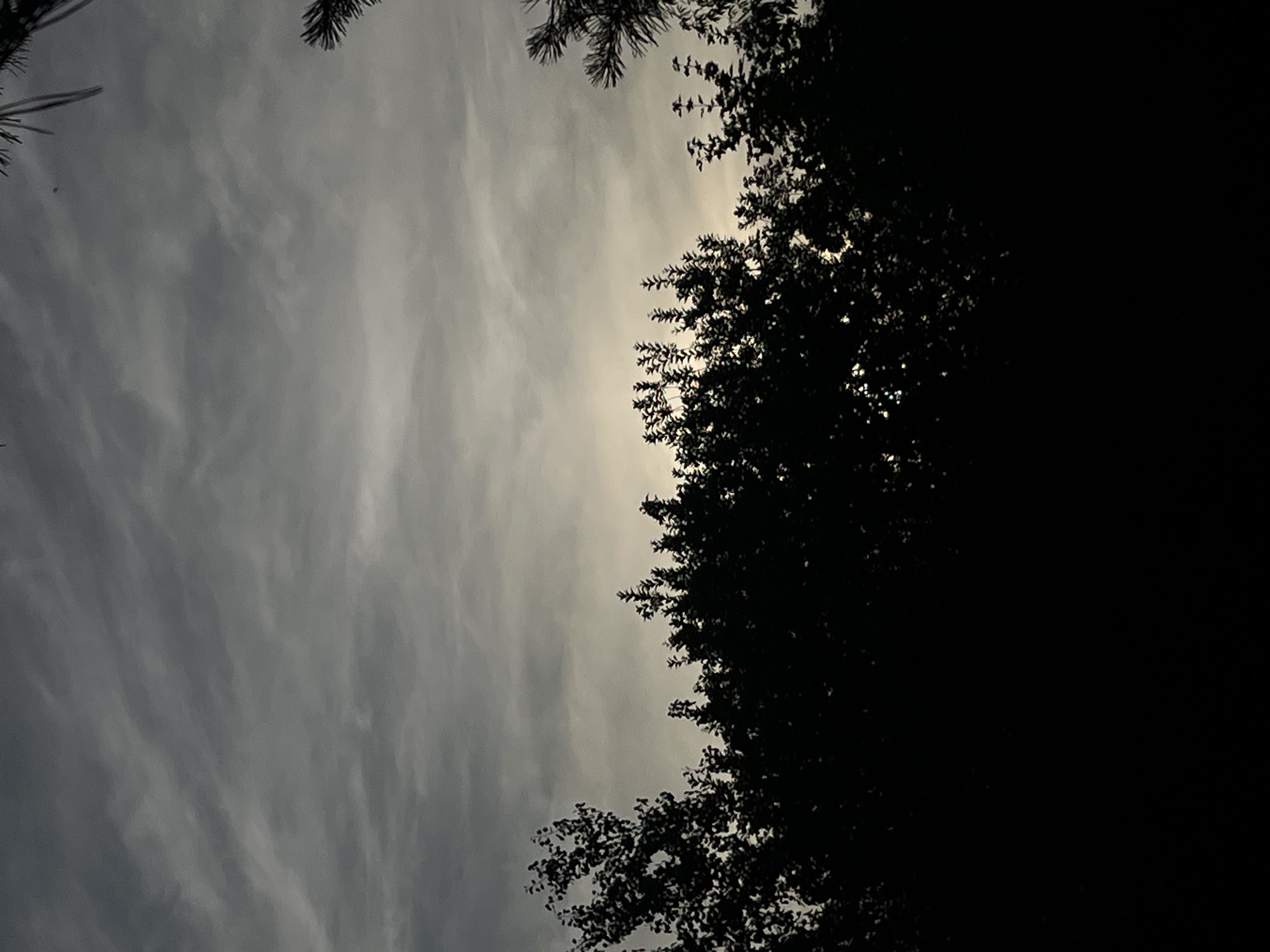The image captures a dusky sky over a silhouetted treeline. The sky is a muted gray with streaks of lighter clouds, suggesting the approach of evening or an overcast day. The trees are dark masses against the sky, their foliage indistinct due to the low light. Some pine needles are visible in the upper right corner, indicating a natural setting, possibly a park or a wooded area within a city. No people, specific landmarks, or identifying features of Lviv, Ukraine, are discernible in this generic landscape scene. The overall impression is one of natural twilight.