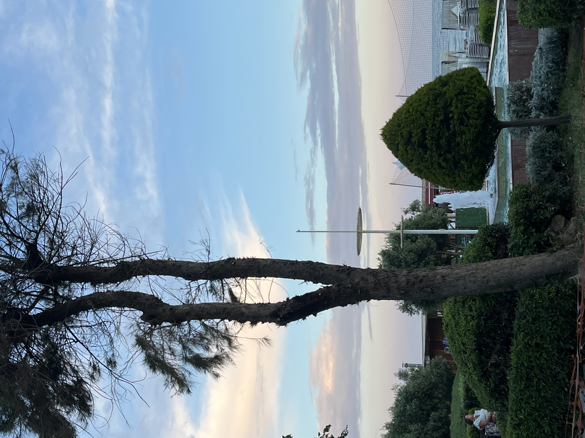 The image, taken vertically, features a scene in Alanya, Turkey. The sky is visible, with a mix of blue and pastel-colored clouds. In the foreground, there are two trees: one on the left with sparse, bare branches and another on the right, a neatly trimmed round bush-like tree. Behind the trimmed tree is a water feature, possibly a fountain or pool, with water jets visible. Further in the background, beach umbrellas and a glimpse of the sea can be seen. In the bottom right corner, a person is sitting on a bench. There are green bushes and other vegetation in the midground, and a tall, circular structure (possibly a light fixture) can also be seen. The image appears to have been taken during the evening, given the lighting conditions.
