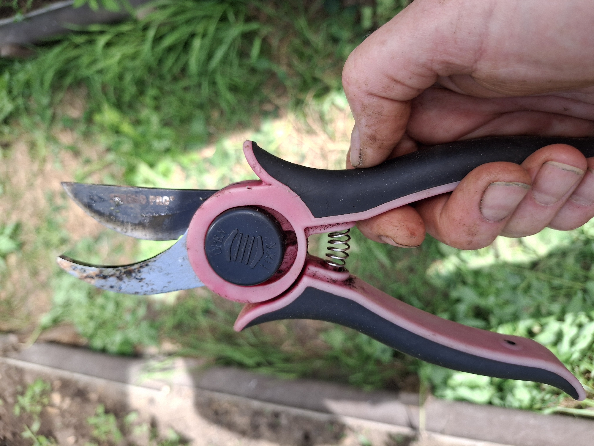 A close-up, over-the-shoulder shot shows a pair of pink and black pruning shears held in a dirty right hand. The shears are partially open, with the blades showing some rust and dirt. A small coil spring is visible between the handles. A black circular mechanism with the words "OPEN" and "LOCK" is located near the pivot of the shears. The background is blurred and appears to be an outdoor setting with green vegetation and a raised garden bed, suggesting a location within the city of Ogre, Latvia, likely a garden or allotment. The hand and shears are the clear subjects, with the environment providing context.