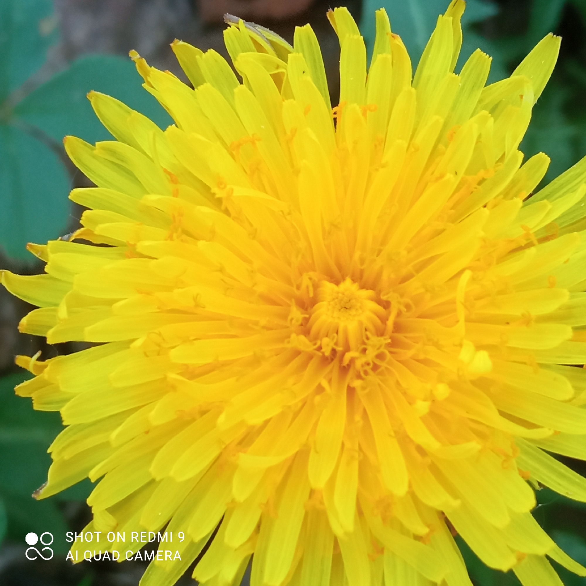 The image shows a close-up of a yellow dandelion flower in full bloom. The flower is composed of numerous thin petals radiating from a central point. Some green foliage is visible in the background. The picture was taken in the city of Кемуль, Russia. The image was taken with a Redmi 9 AI Quad Camera.