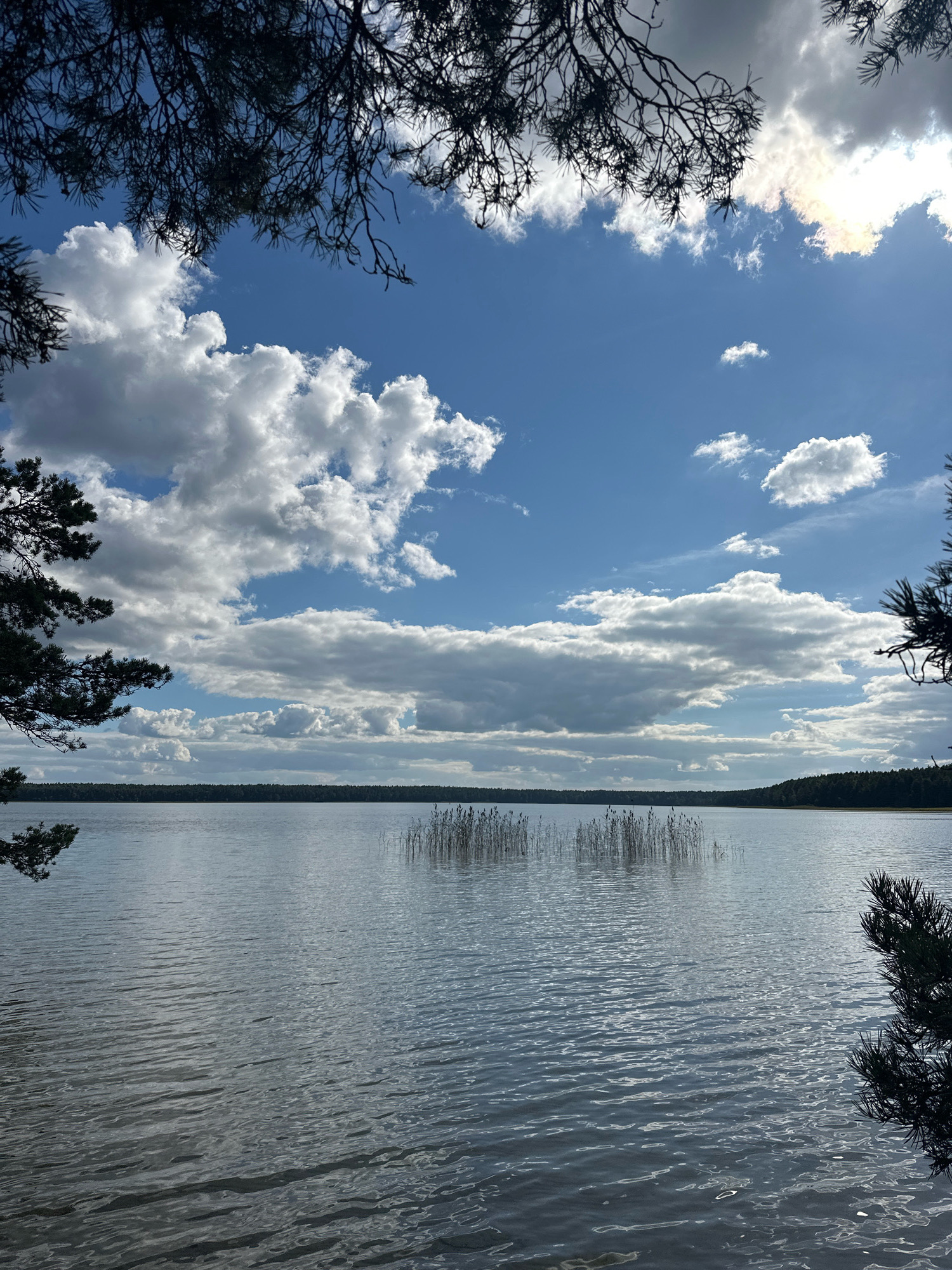The image shows a wide, calm lake with a distant tree-lined shore. The sky is partly cloudy with large, fluffy white clouds against a bright blue background. Sunlight is visible, creating a slight glare on the water's surface. In the foreground, the dark silhouettes of pine branches frame the top of the image. A small cluster of reeds is visible in the water near the center. The overall impression is one of natural beauty and tranquility. The scene is located on the shore of a lake in the Мядзельскі сельскі Савет, Belarus.