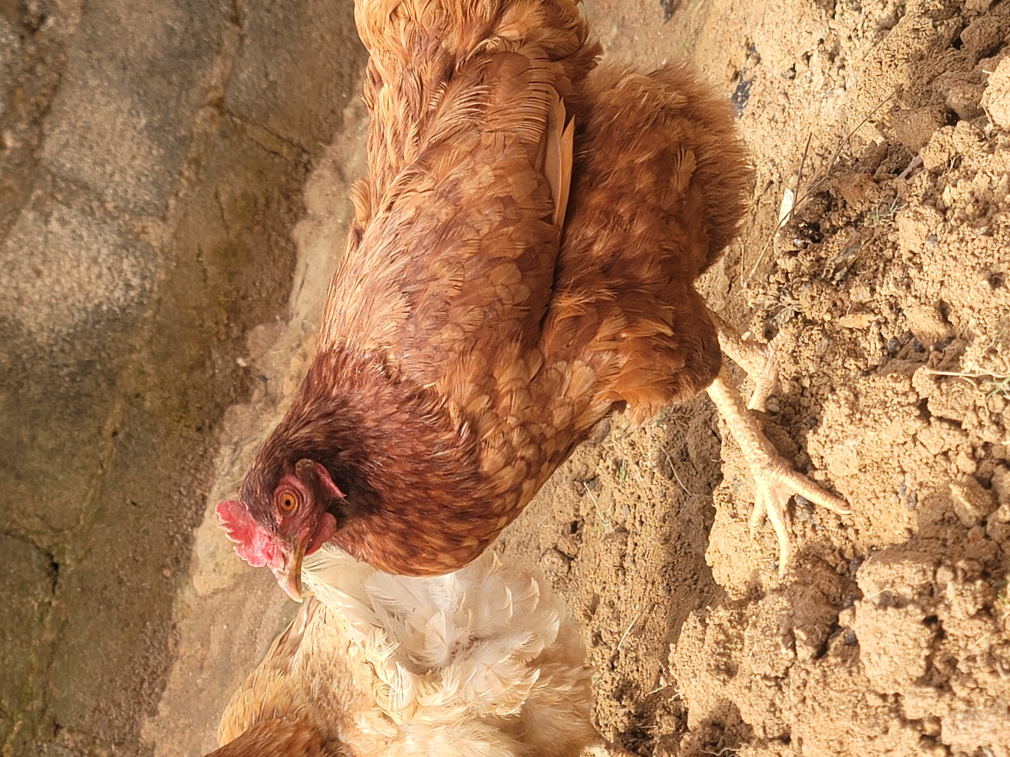 A close-up, high-angle shot depicts a brown hen standing on dry, sandy soil. The hen's head is visible in the lower left, with a red comb and wattle. Some white feathers are seen around the hen's neck. One of the hen's legs is visible against the soil. In the background, on the left, there's a concrete wall. The photo appears to be taken outdoors under natural light.