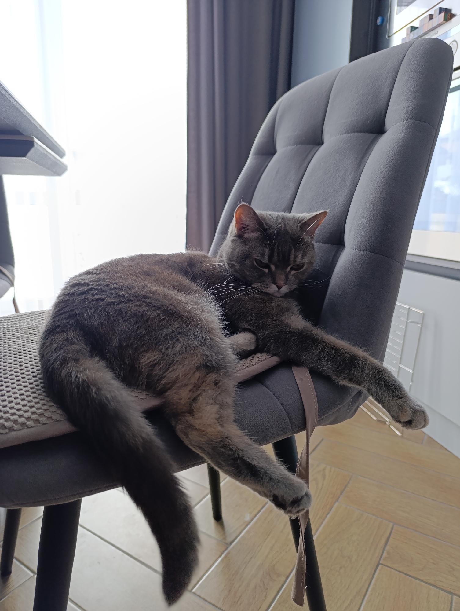 A gray tabby cat is resting on a gray upholstered chair in a room. The chair has a gray cushion on the seat. The cat is lying with its head resting on the top of the chair, its body sprawled across the seat, and its tail hanging down. One of its front legs is draped over the side of the chair, also dangling. A strap hangs from the chair. Behind the chair are gray curtains and a window. The floor is made of light-colored wood. A portion of a desk or table is visible to the left. The location is Chaikovsky, Russia.
