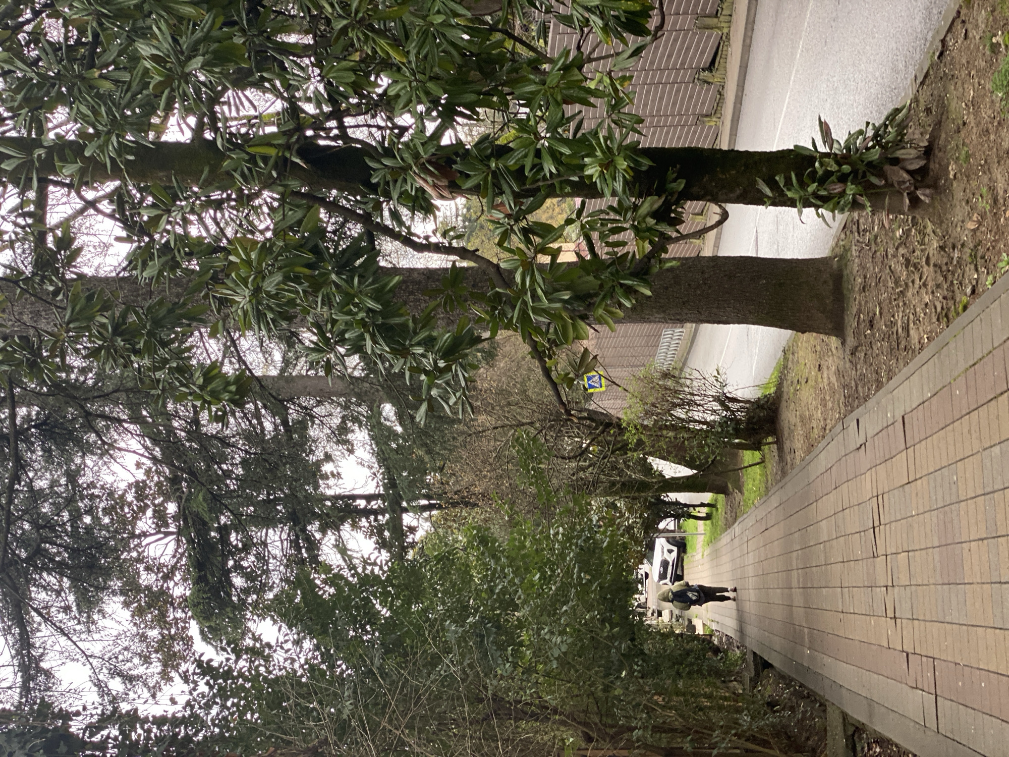 The image depicts a tree-lined pedestrian walkway in Sochi, Russia. The walkway is paved with rectangular brown bricks and stretches into the distance. To the right of the walkway is a tree with glossy, green leaves and a thick trunk that extends to the edge of an adjacent road. On the left, there are multiple trees and bushes, including some that appear bare. In the distance, a person is walking along the walkway toward a parked white vehicle. The weather appears overcast. A pedestrian crossing sign is visible.